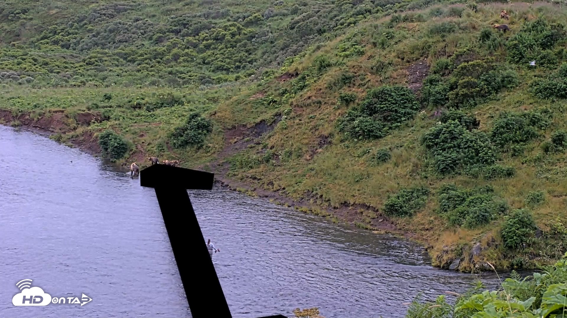 Snapshot of Kodiak Alaska Brown Bears Live Webcam taken Aug 7, 2026, 7:41am AKDT