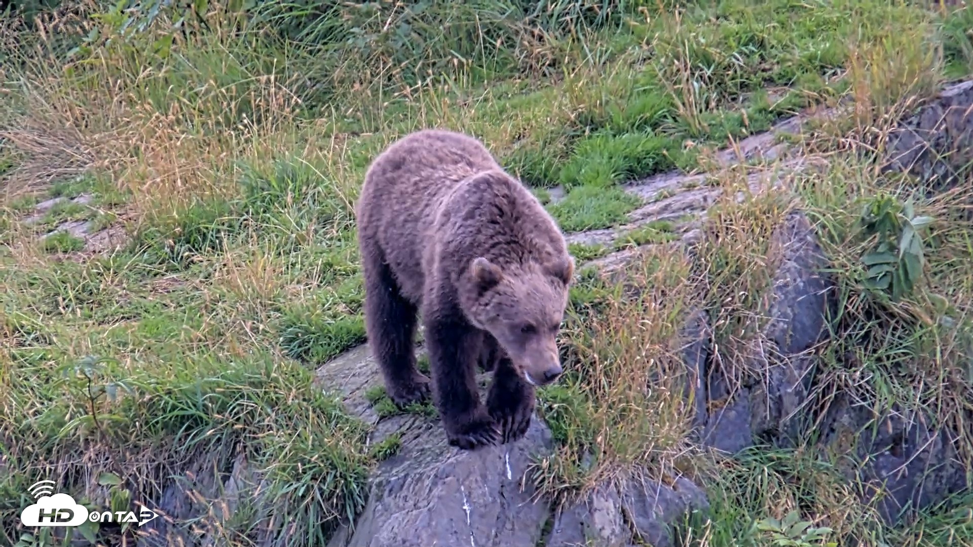 Snapshot of Kodiak Alaska Brown Bears Live Webcam taken Aug 21, 2026, 5:30pm AKDT