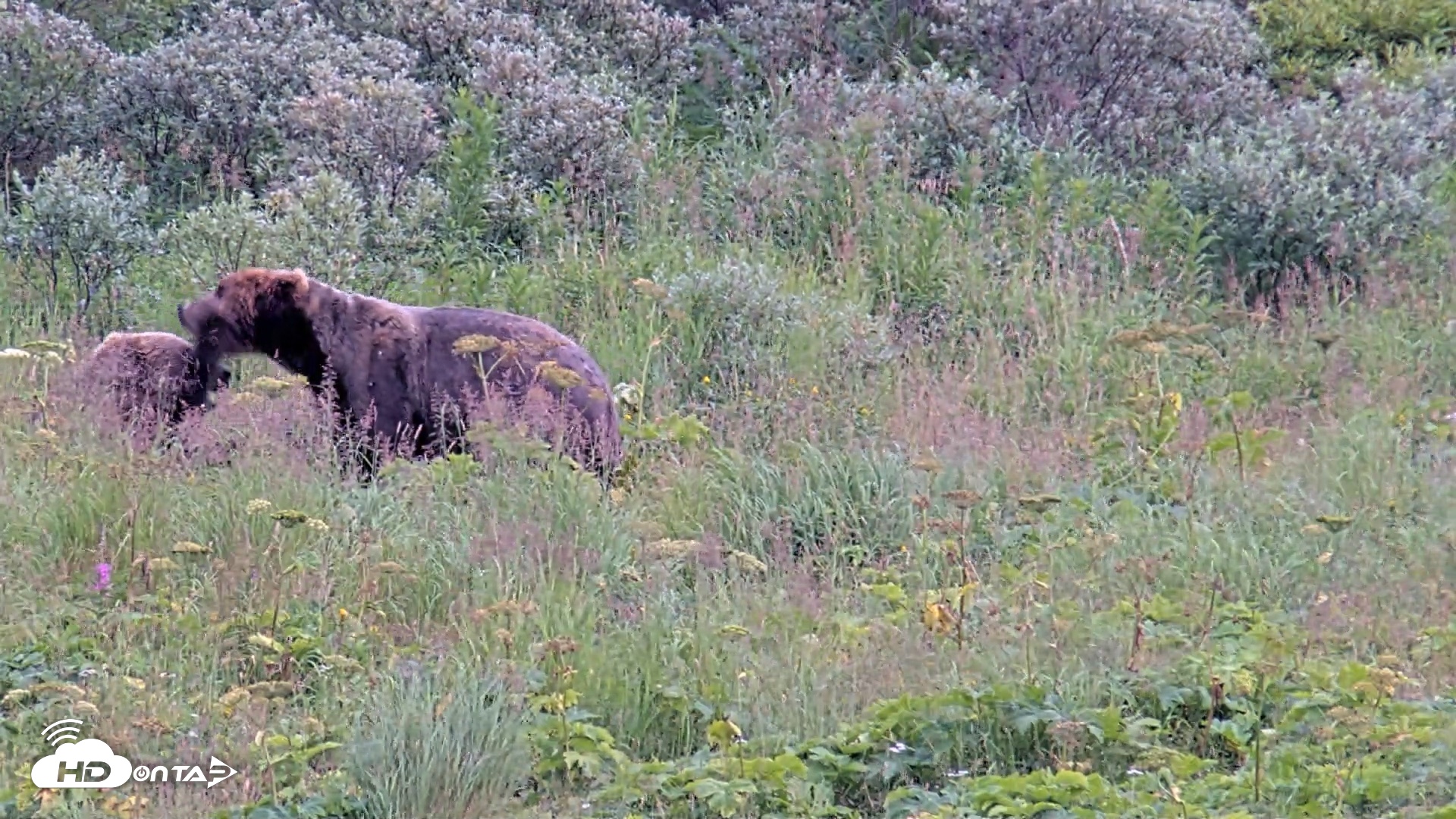Snapshot of Kodiak Alaska Brown Bears Live Webcam taken Aug 10, 2026, 7:18pm AKDT
