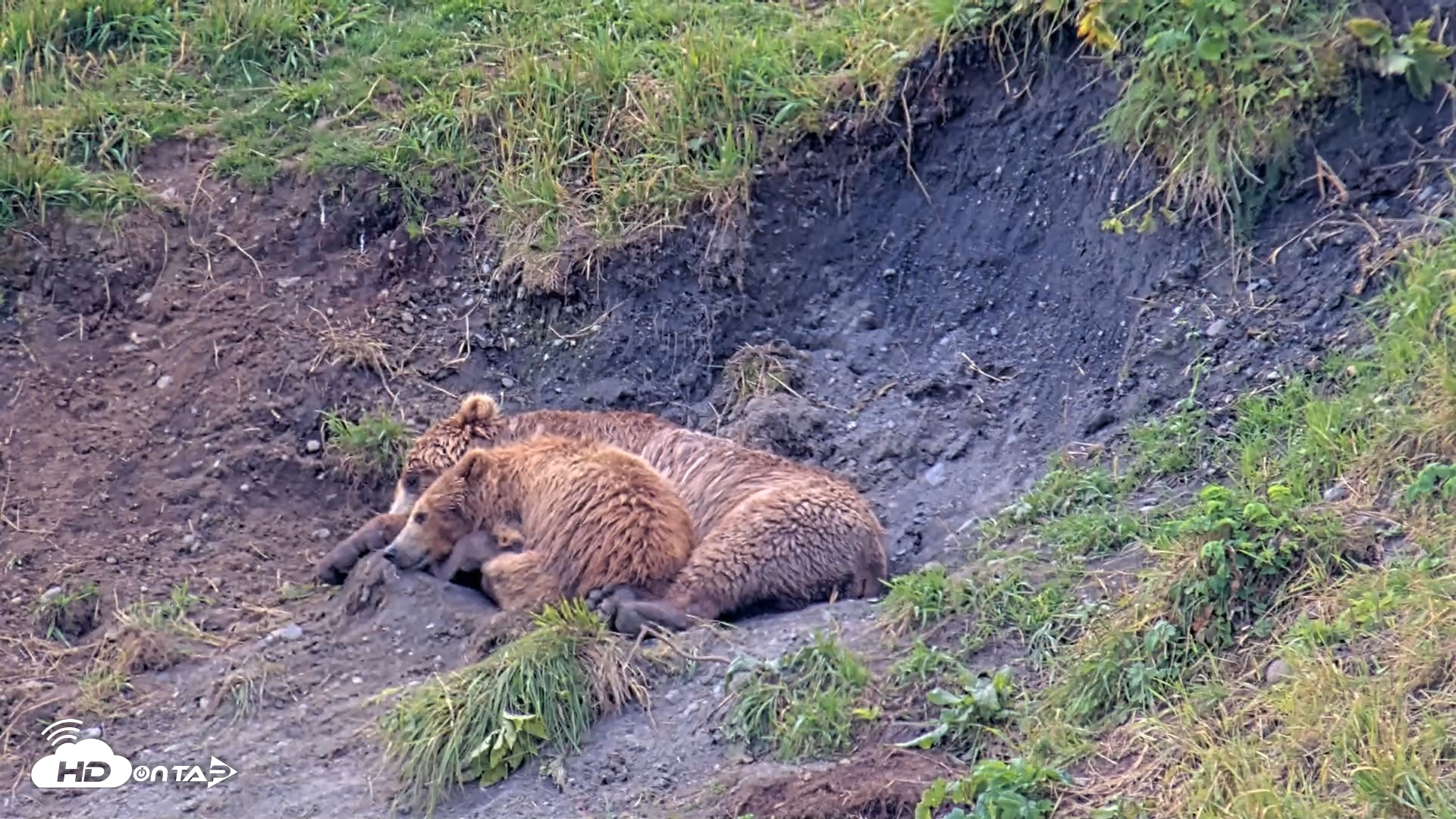Snapshot of Kodiak Alaska Brown Bears Live Webcam taken Aug 9, 2026, 11:54am AKDT