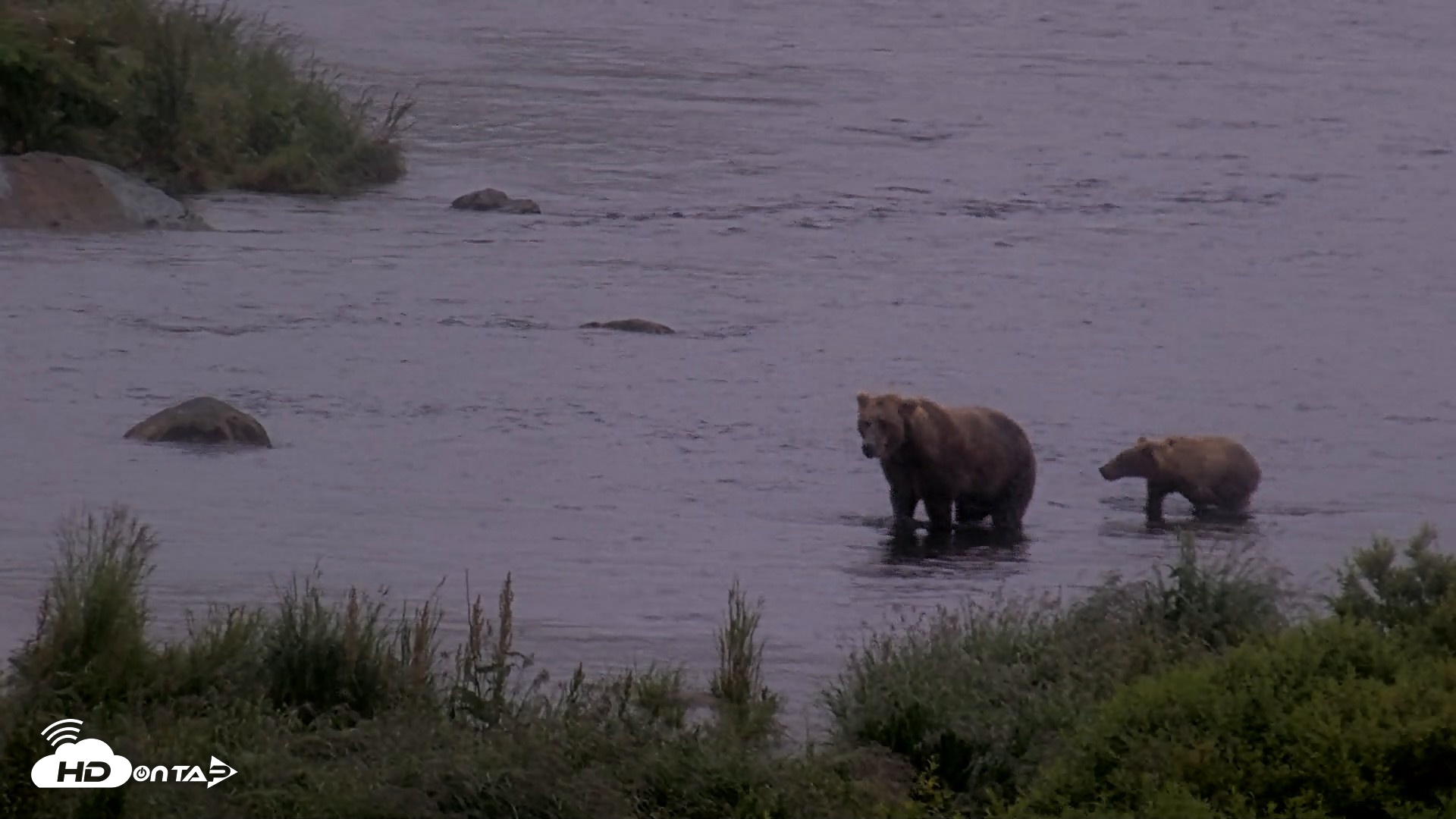 Snapshot of Kodiak Alaska Brown Bears Live Webcam taken Aug 4, 2026, 7:41am AKDT