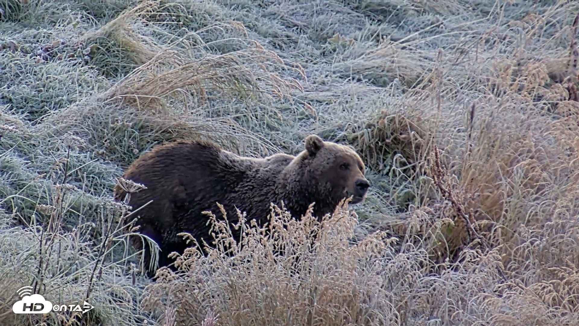 Snapshot of Kodiak Alaska Brown Bears Live Webcam taken Oct 2, 2026, 9:07am AKDT