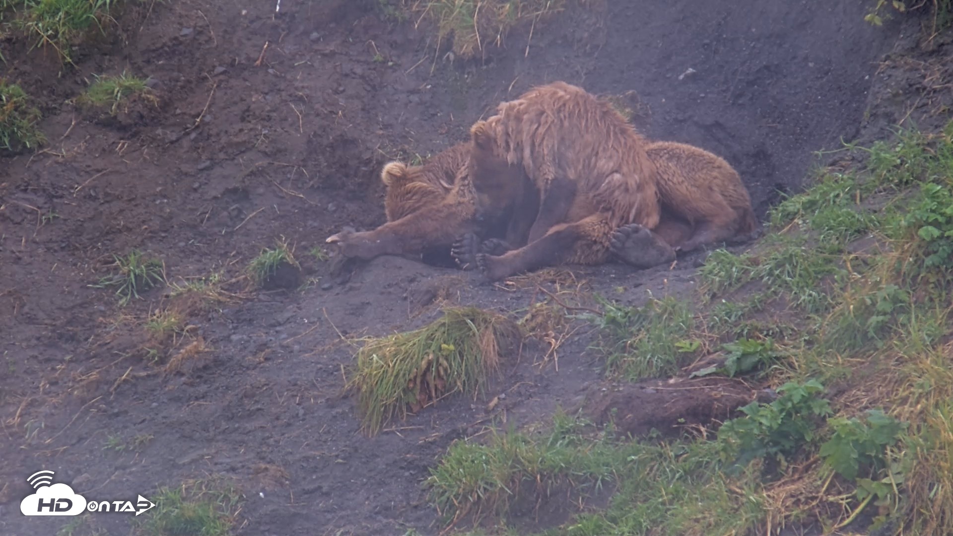 Snapshot of Kodiak Alaska Brown Bears Live Webcam taken Aug 13, 2026, 5:09pm AKDT