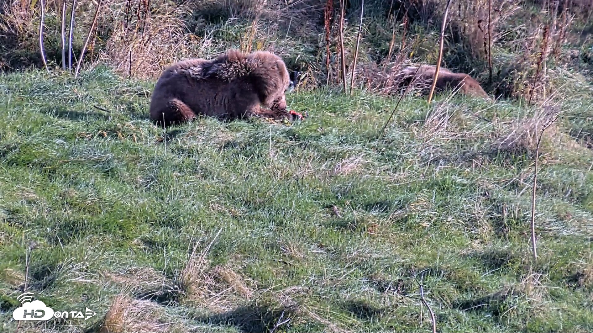 Snapshot of Kodiak Alaska Brown Bears Live Webcam taken Oct 21, 2026, 3:11pm AKDT