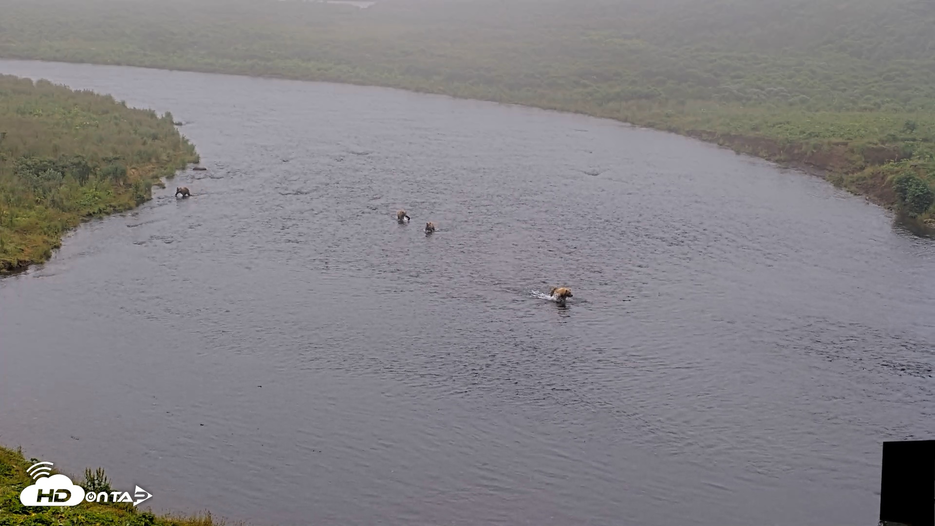 Snapshot of Kodiak Alaska Brown Bears Live Webcam taken Aug 9, 2026, 9:13am AKDT