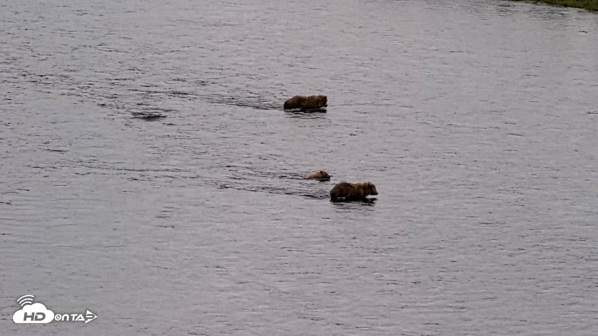 Snapshot of Kodiak Alaska Brown Bears Live Webcam taken Jul 23, 2026, 3:20pm AKDT