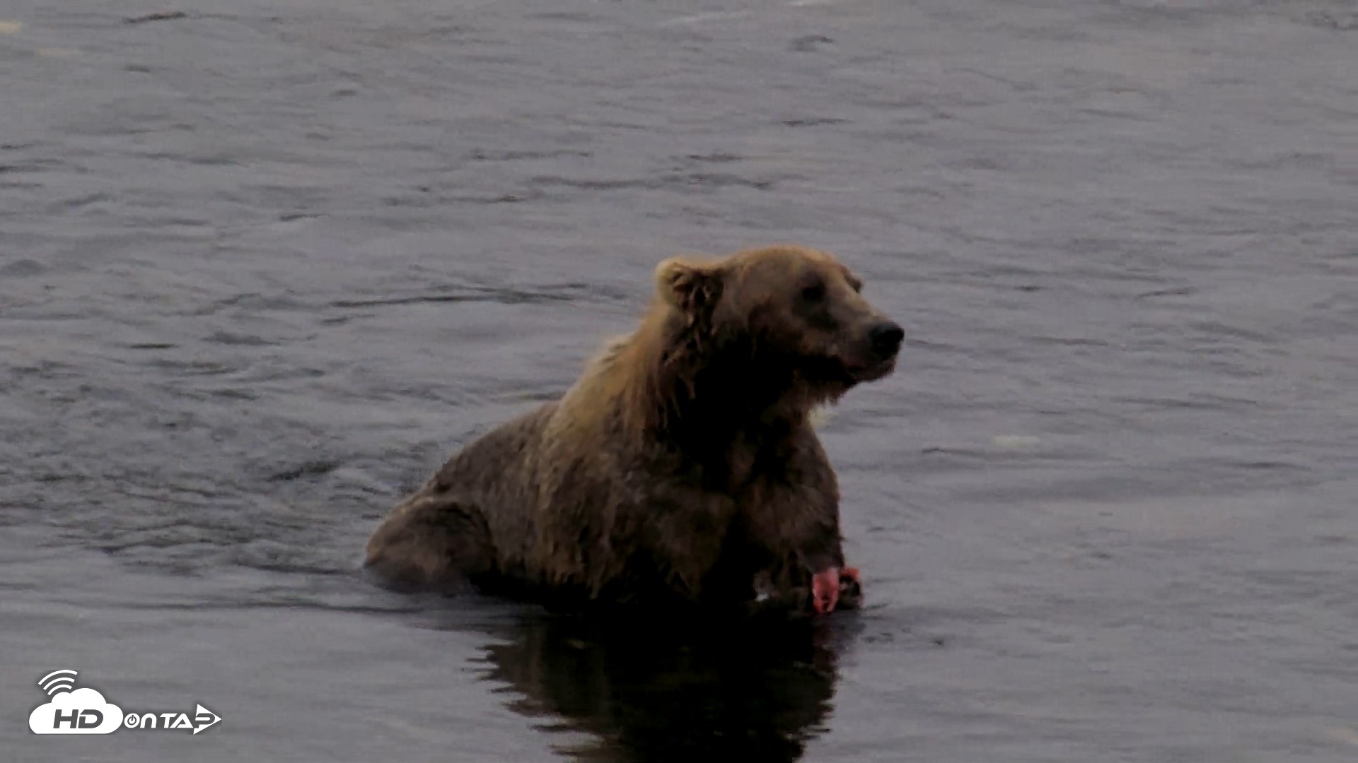 Snapshot of Kodiak Alaska Brown Bears Live Webcam taken Aug 17, 2026, 5:46pm AKDT