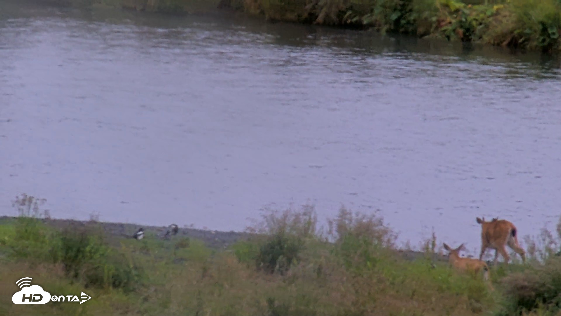 Snapshot of Kodiak Alaska Brown Bears Live Webcam taken Aug 19, 2026, 11:03am AKDT