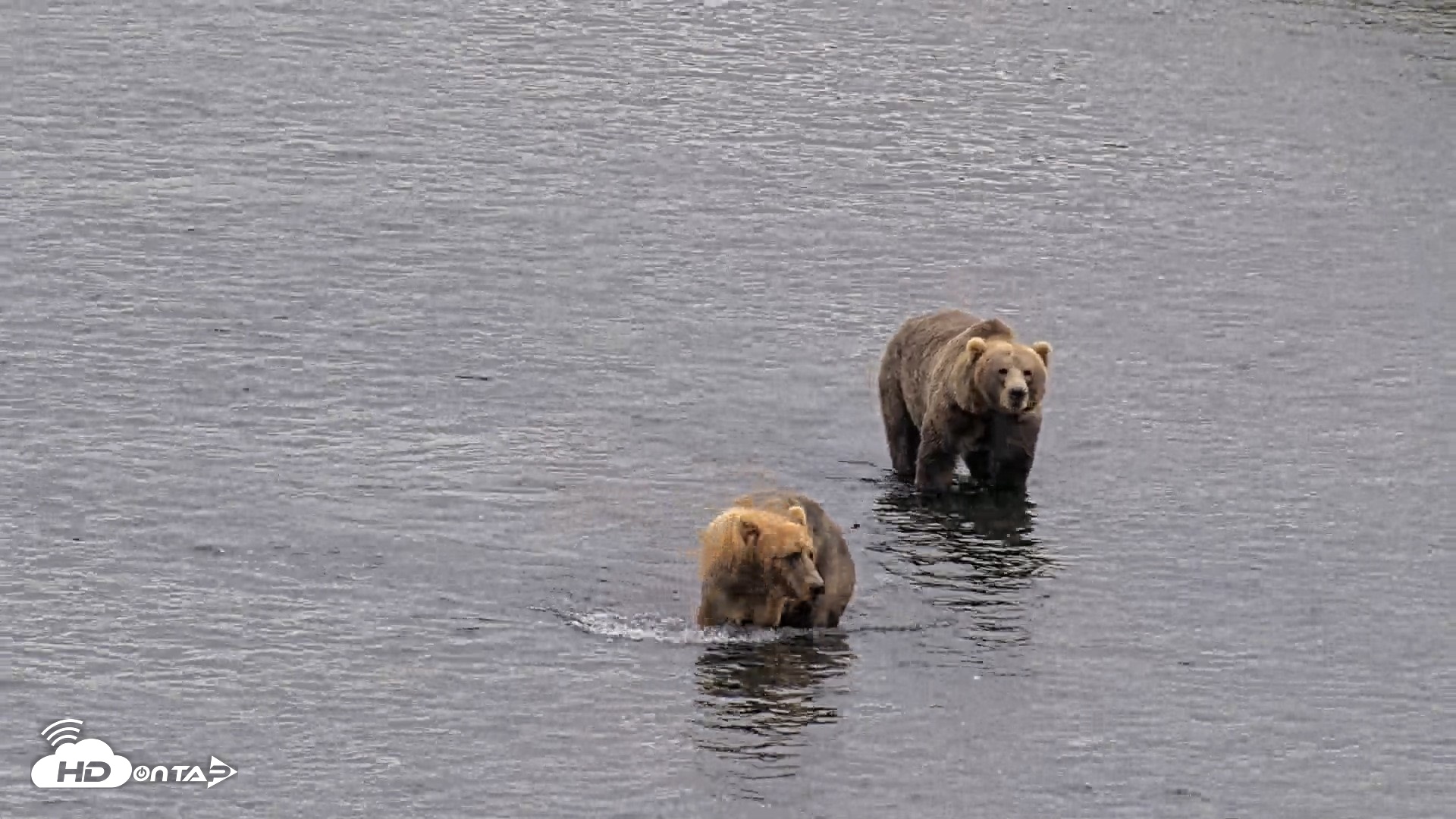 Snapshot of Kodiak Alaska Brown Bears Live Webcam taken Aug 10, 2026, 11:20am AKDT