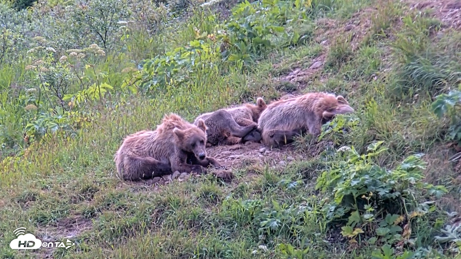 Snapshot of Kodiak Alaska Brown Bears Live Webcam taken Aug 1, 2026, 2:05pm AKDT