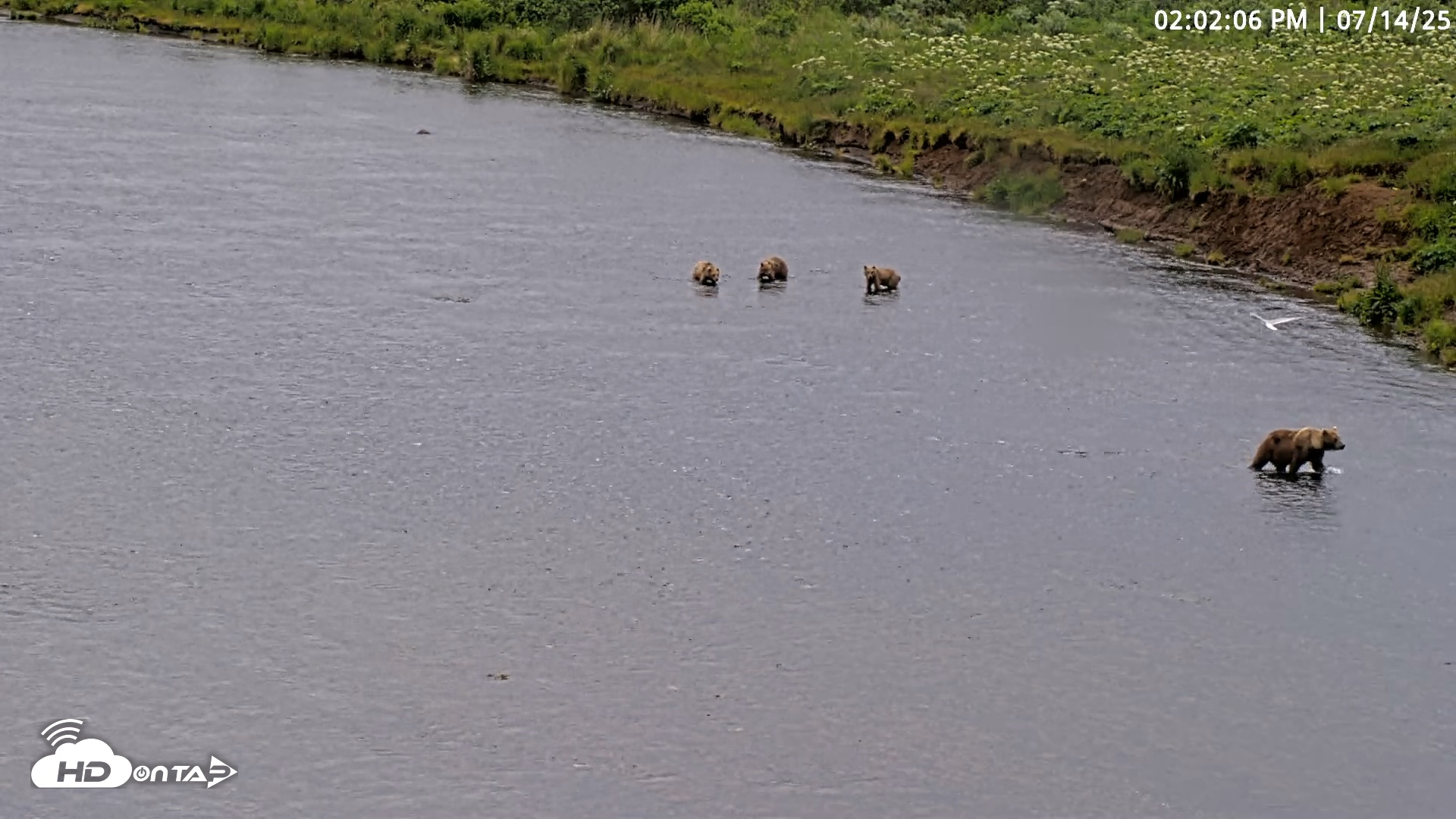 Snapshot of Kodiak Alaska Brown Bears Live Webcam taken Jul 14, 2025, 2:02pm AKDT