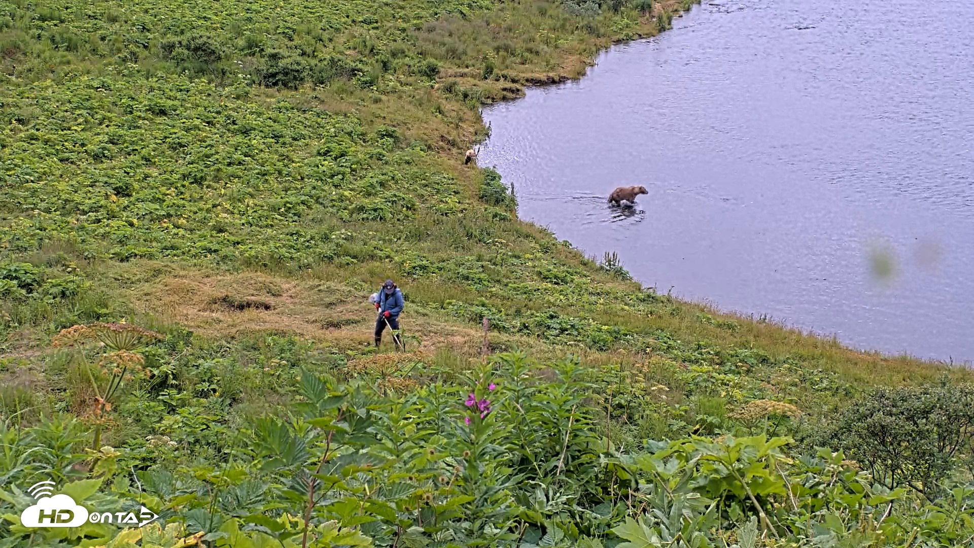 Snapshot of Kodiak Alaska Brown Bears Live Webcam taken Aug 2, 2026, 11:14am AKDT