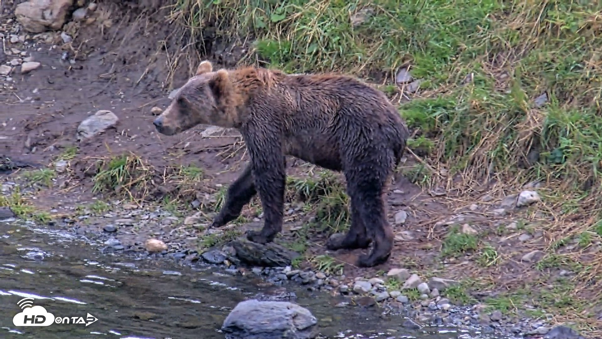 Snapshot of Kodiak Alaska Brown Bears Live Webcam taken Aug 20, 2026, 6:46pm AKDT