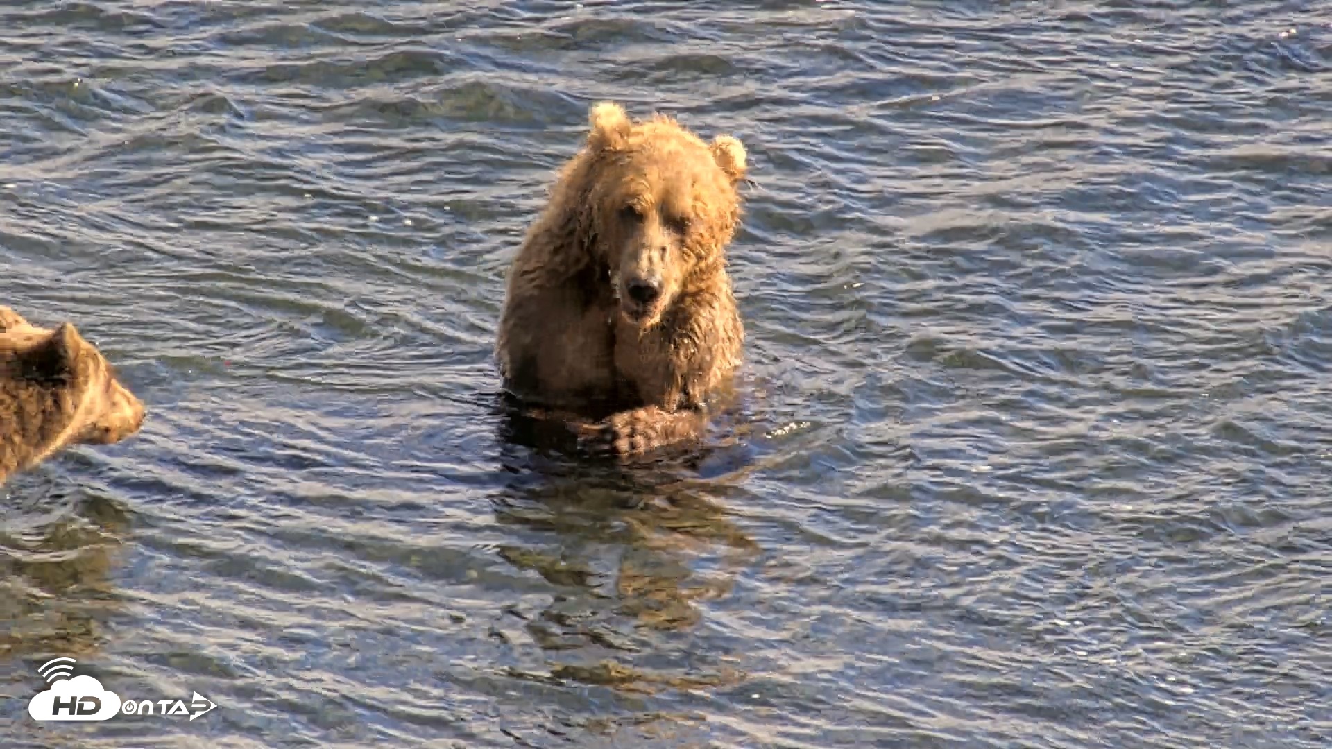 Snapshot of Kodiak Alaska Brown Bears Live Webcam taken Aug 23, 2026, 4:55pm AKDT