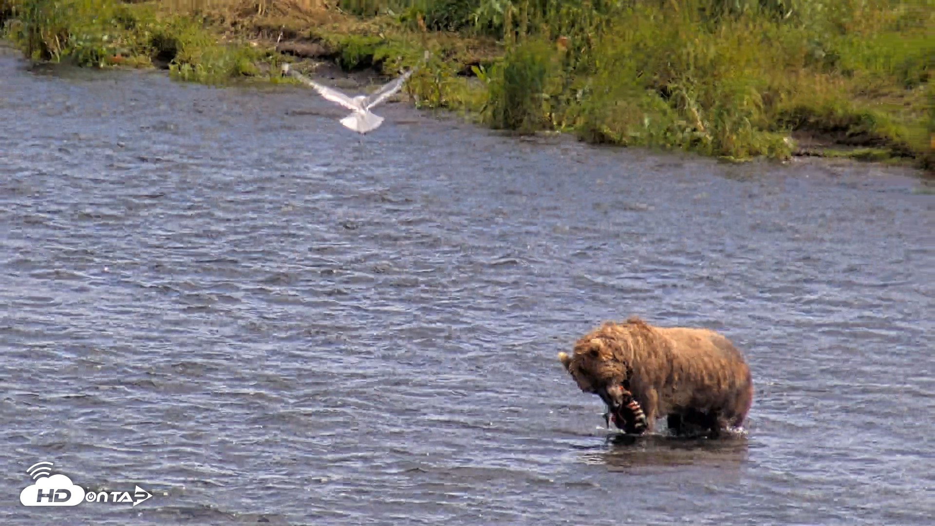 Snapshot of Kodiak Alaska Brown Bears Live Webcam taken Aug 2, 2026, 3:46pm AKDT