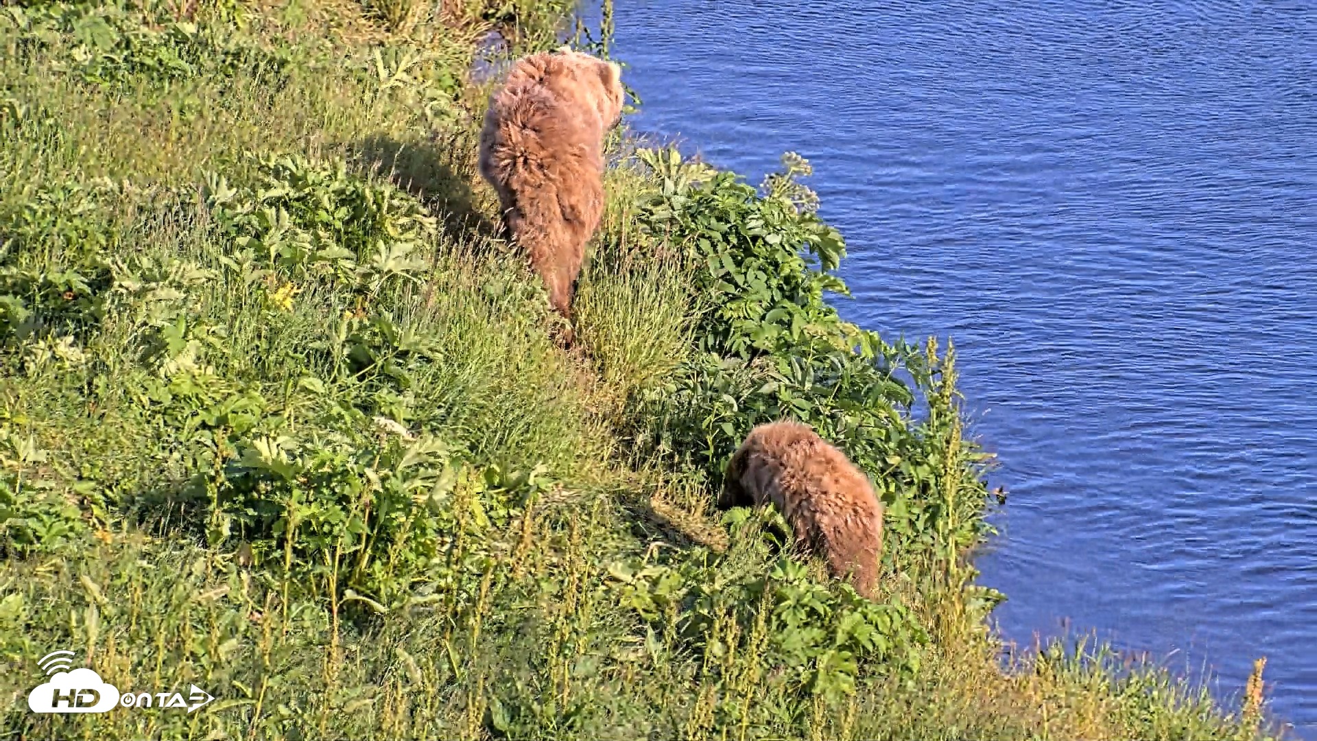 Snapshot of Kodiak Alaska Brown Bears Live Webcam taken Jul 24, 2026, 7:09pm AKDT