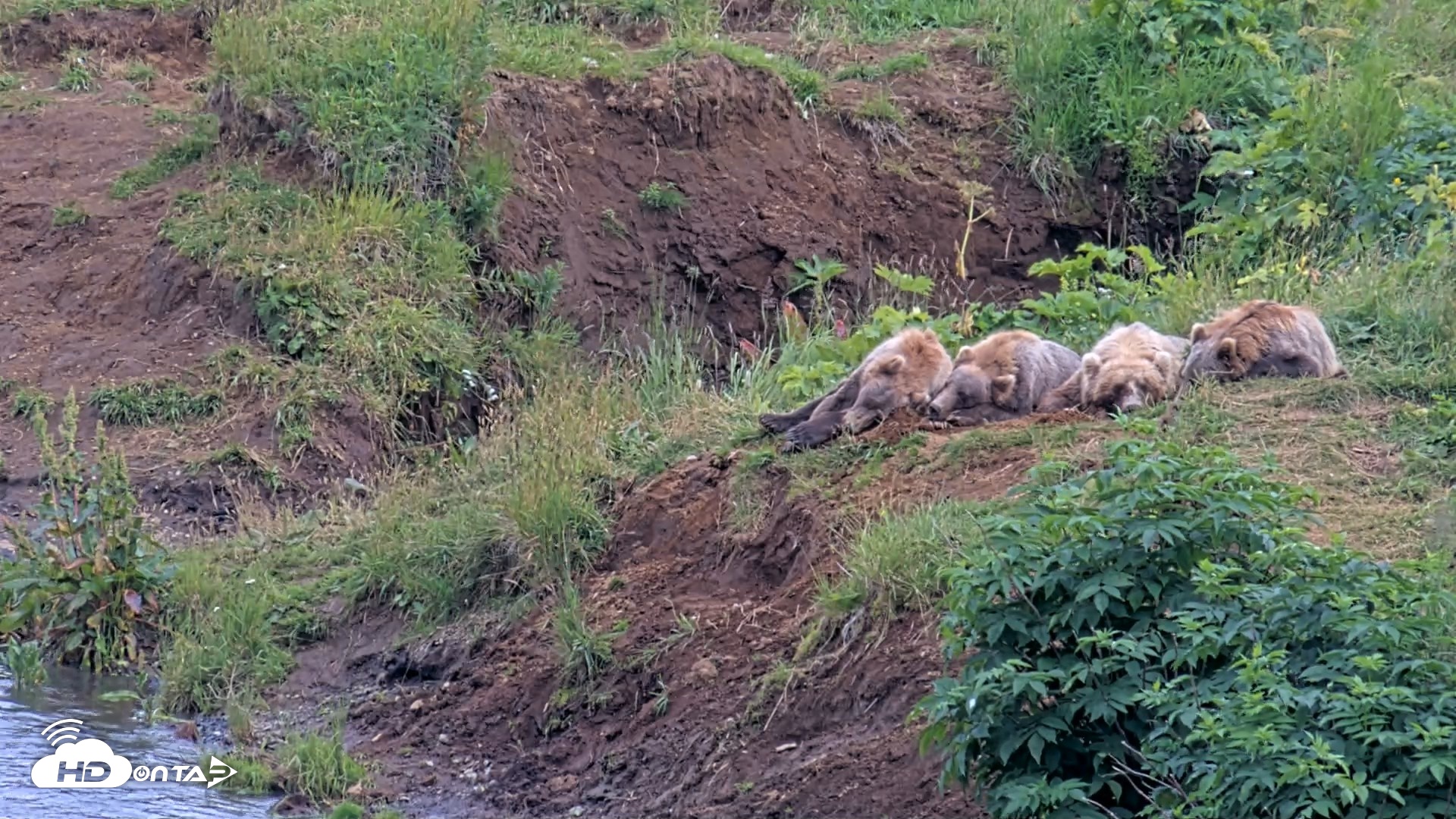 Snapshot of Kodiak Alaska Brown Bears Live Webcam taken Aug 9, 2026, 5:48pm AKDT