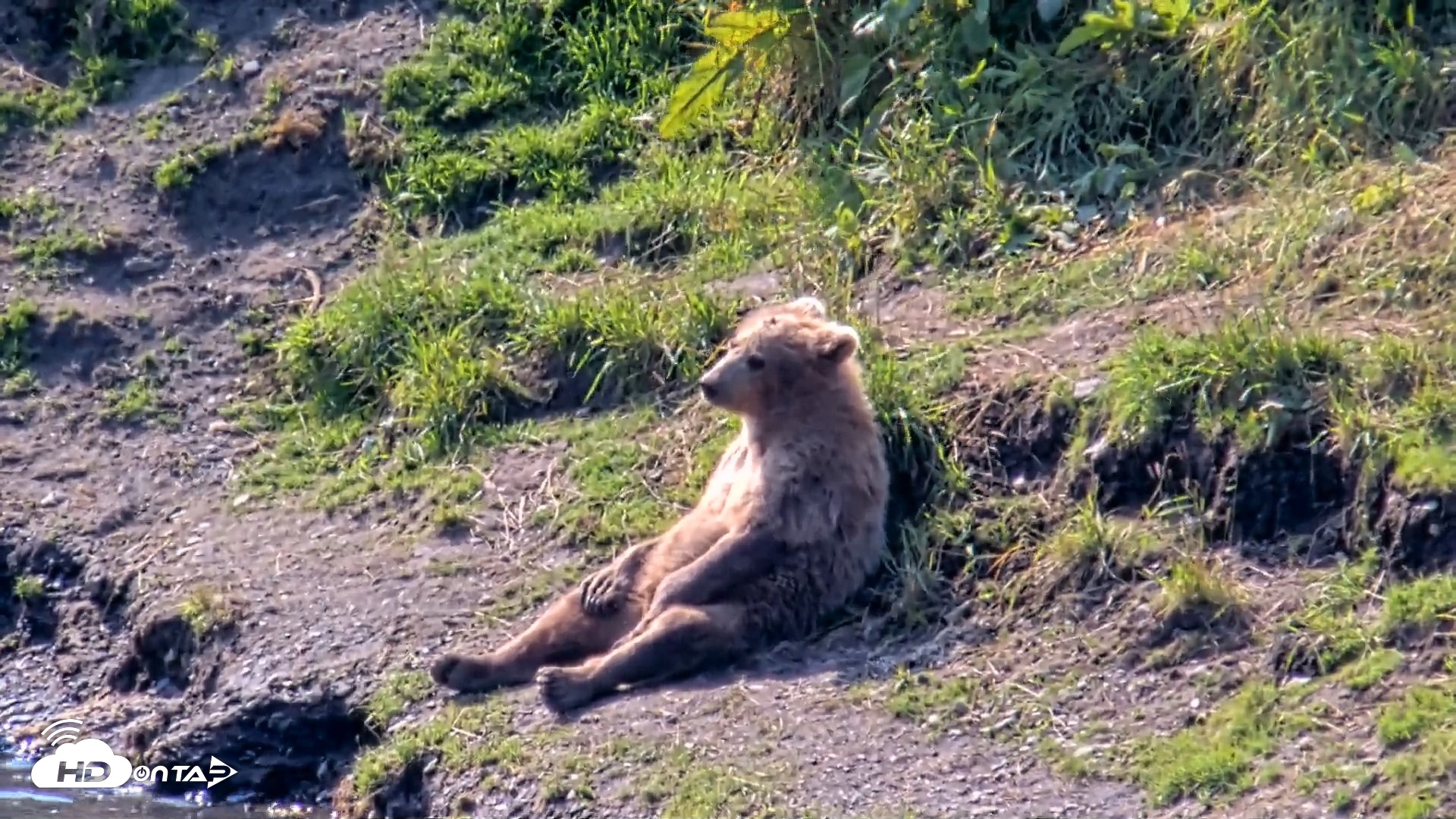 Snapshot of Kodiak Alaska Brown Bears Live Webcam taken Aug 8, 2026, 12:15pm AKDT