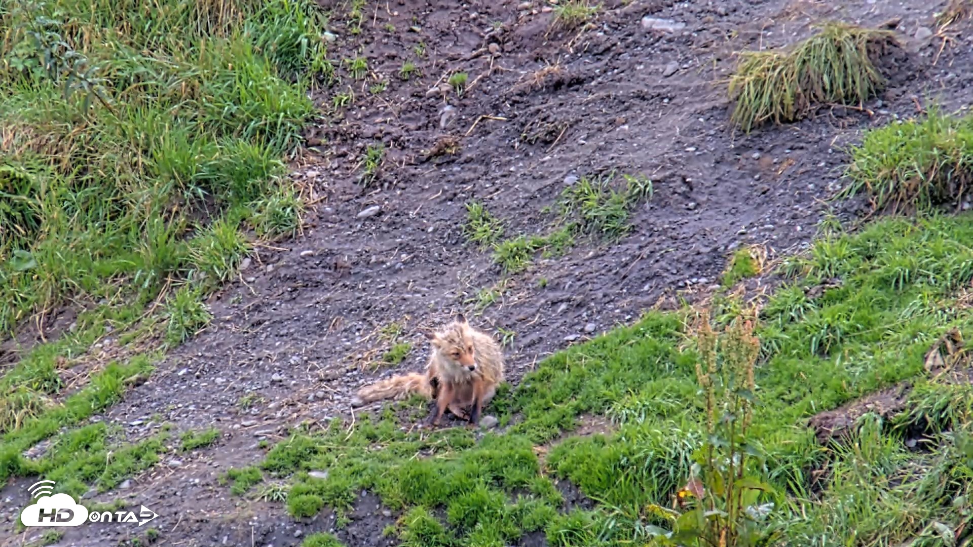Snapshot of Kodiak Alaska Brown Bears Live Webcam taken Aug 19, 2026, 4:10pm AKDT