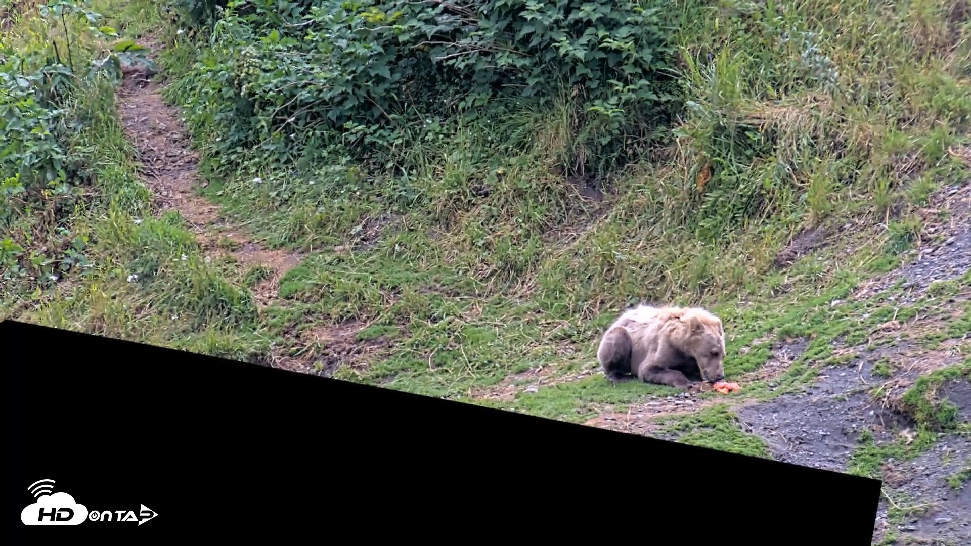 Snapshot of Kodiak Alaska Brown Bears Live Webcam taken Aug 4, 2026, 4:03pm AKDT