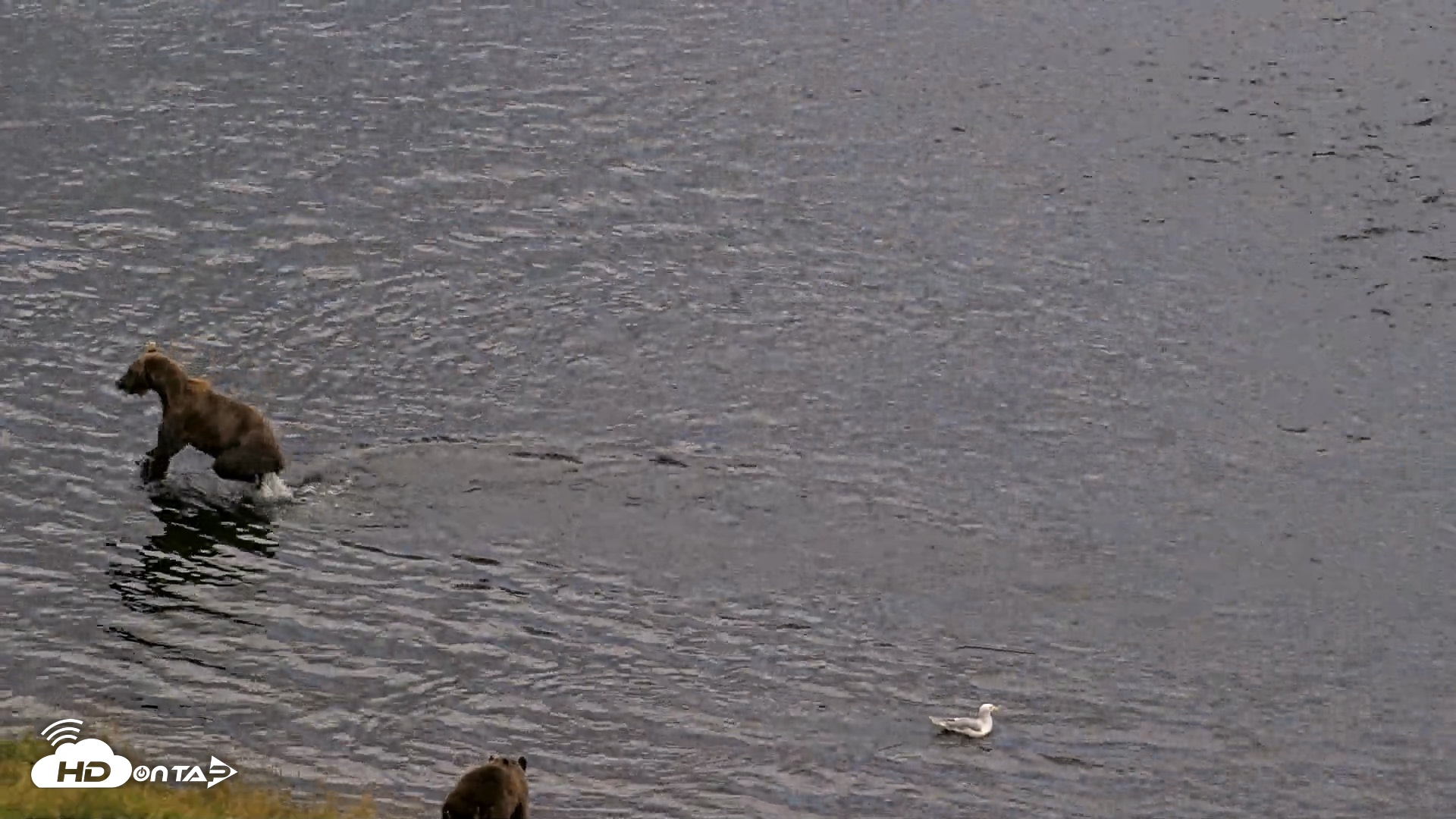 Snapshot of Kodiak Alaska Brown Bears Live Webcam taken Aug 20, 2026, 8:22pm AKDT