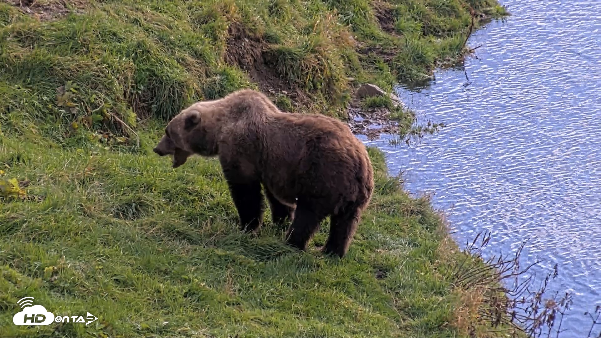 Snapshot of Kodiak Alaska Brown Bears Live Webcam taken Oct 7, 2026, 12:57pm AKDT