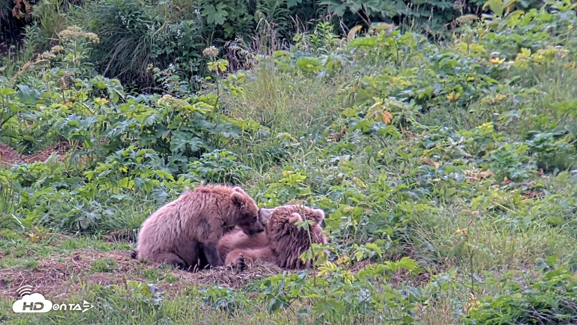 Snapshot of Kodiak Alaska Brown Bears Live Webcam taken Aug 6, 2026, 6:05pm AKDT
