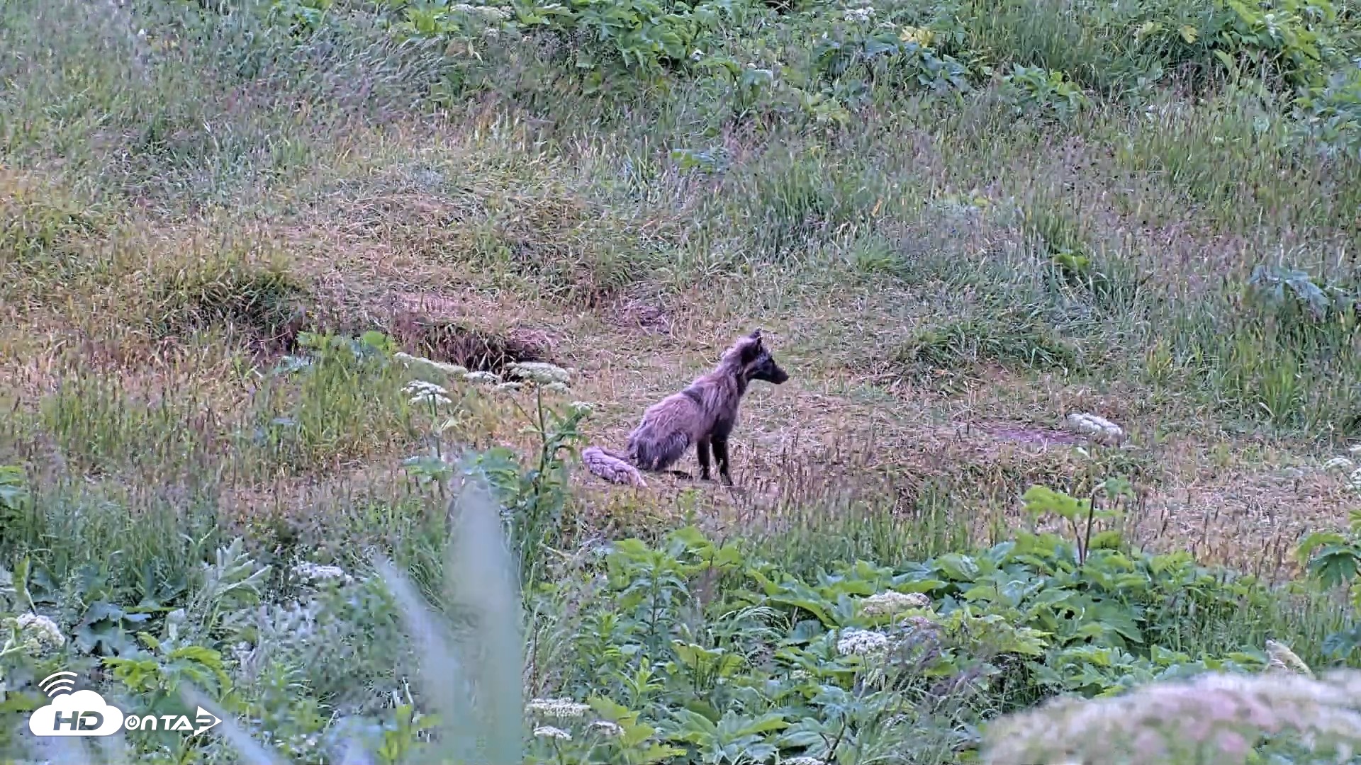 Snapshot of Kodiak Alaska Brown Bears Live Webcam taken Jul 23, 2026, 6:40pm AKDT