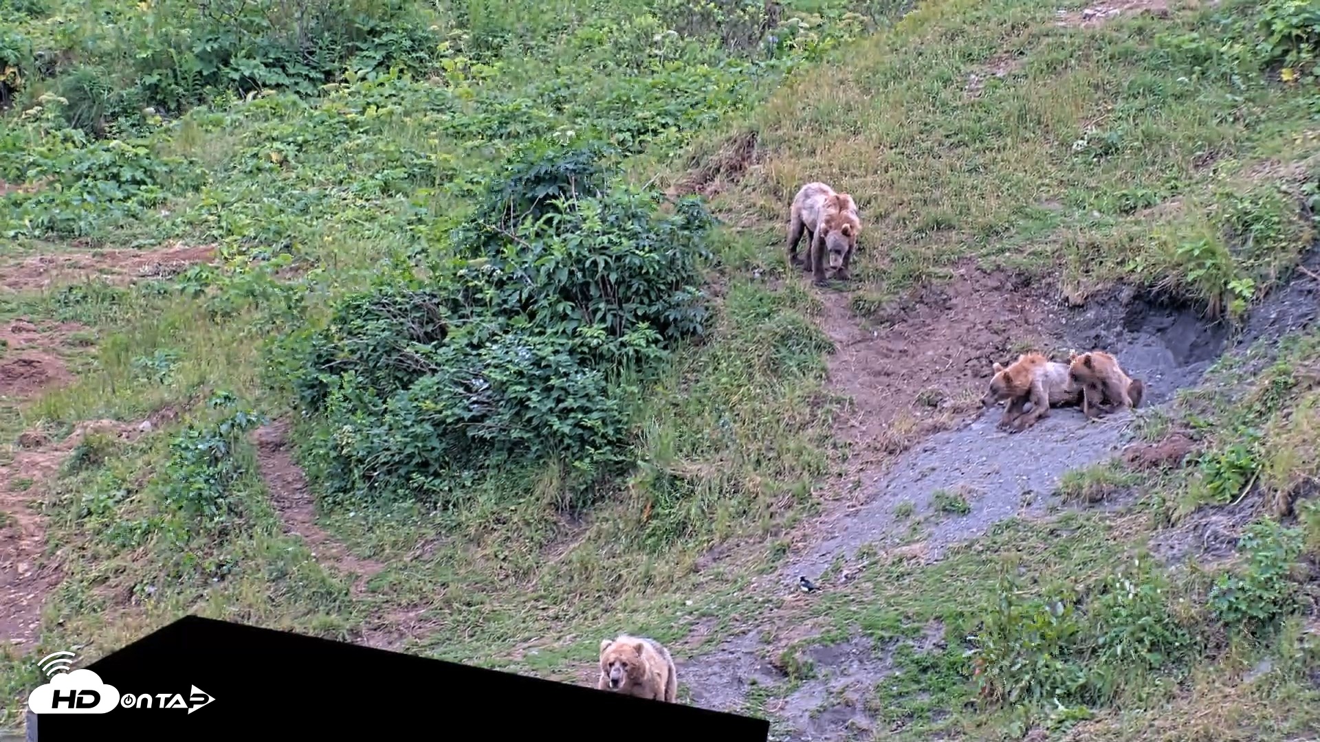Snapshot of Kodiak Alaska Brown Bears Live Webcam taken Aug 3, 2026, 2:14pm AKDT