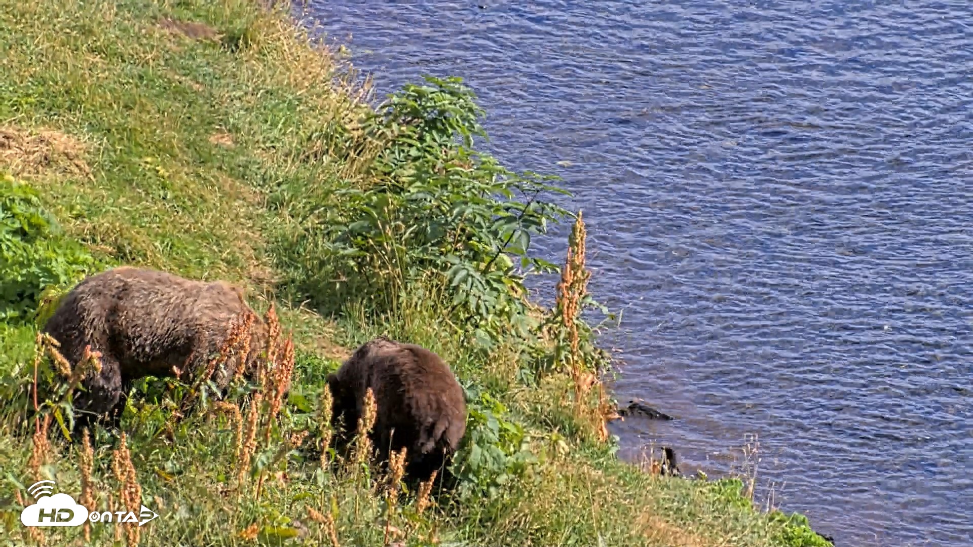 Snapshot of Kodiak Alaska Brown Bears Live Webcam taken Aug 23, 2026, 4:45pm AKDT