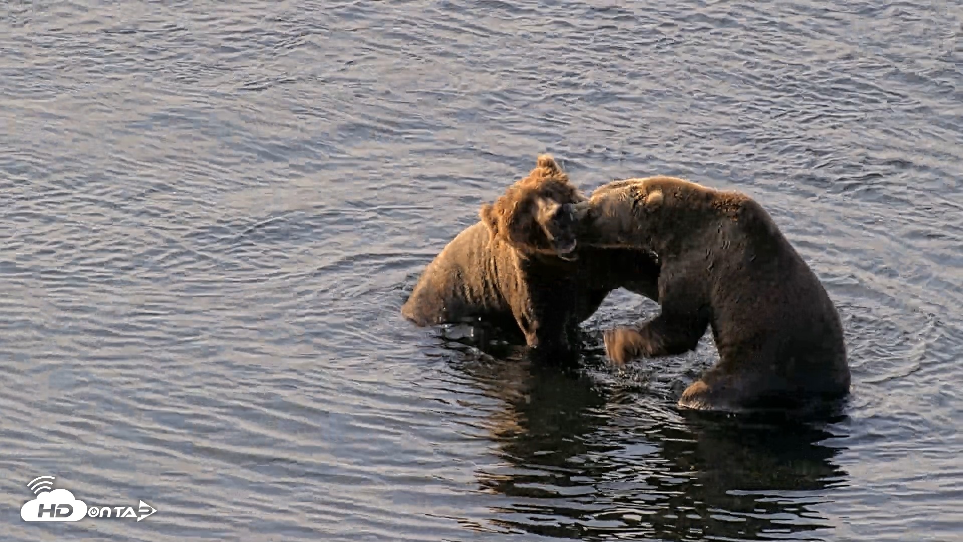 Snapshot of Kodiak Alaska Brown Bears Live Webcam taken Aug 8, 2026, 9:25am AKDT