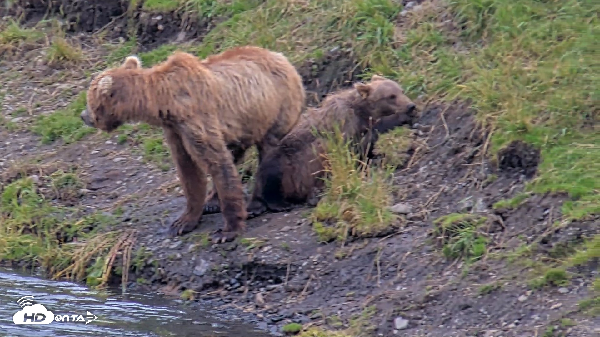 Snapshot of Kodiak Alaska Brown Bears Live Webcam taken Aug 9, 2026, 8:16pm AKDT