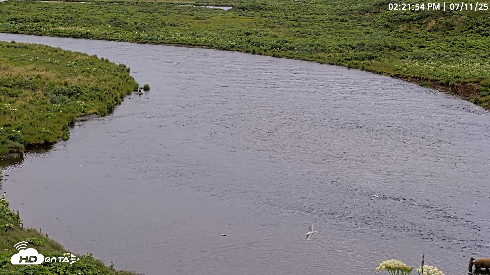 Snapshot of Kodiak Alaska Brown Bears Live Webcam taken Jul 11, 2025, 2:22pm AKDT