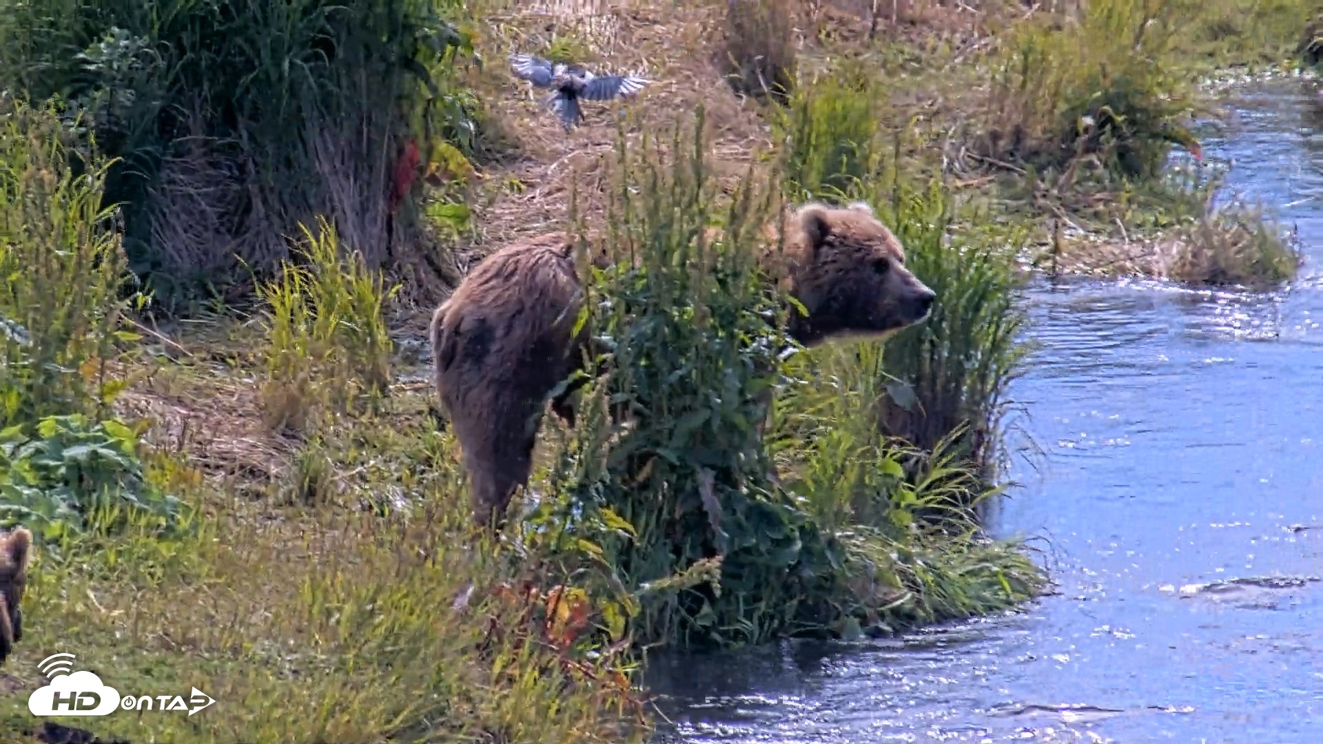 Snapshot of Kodiak Alaska Brown Bears Live Webcam taken Aug 1, 2026, 12:03pm AKDT