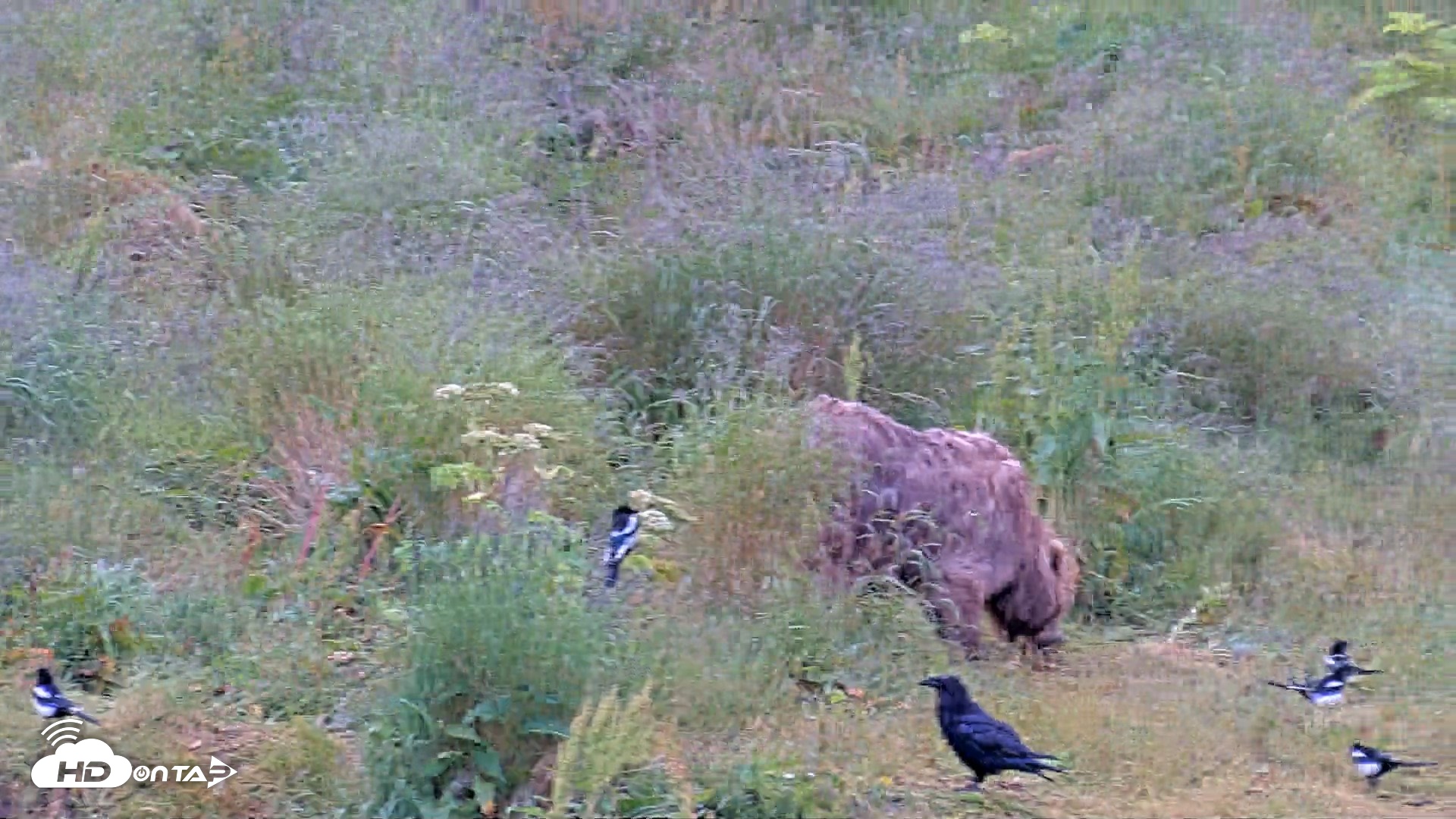 Snapshot of Kodiak Alaska Brown Bears Live Webcam taken Aug 2, 2026, 8:55am AKDT
