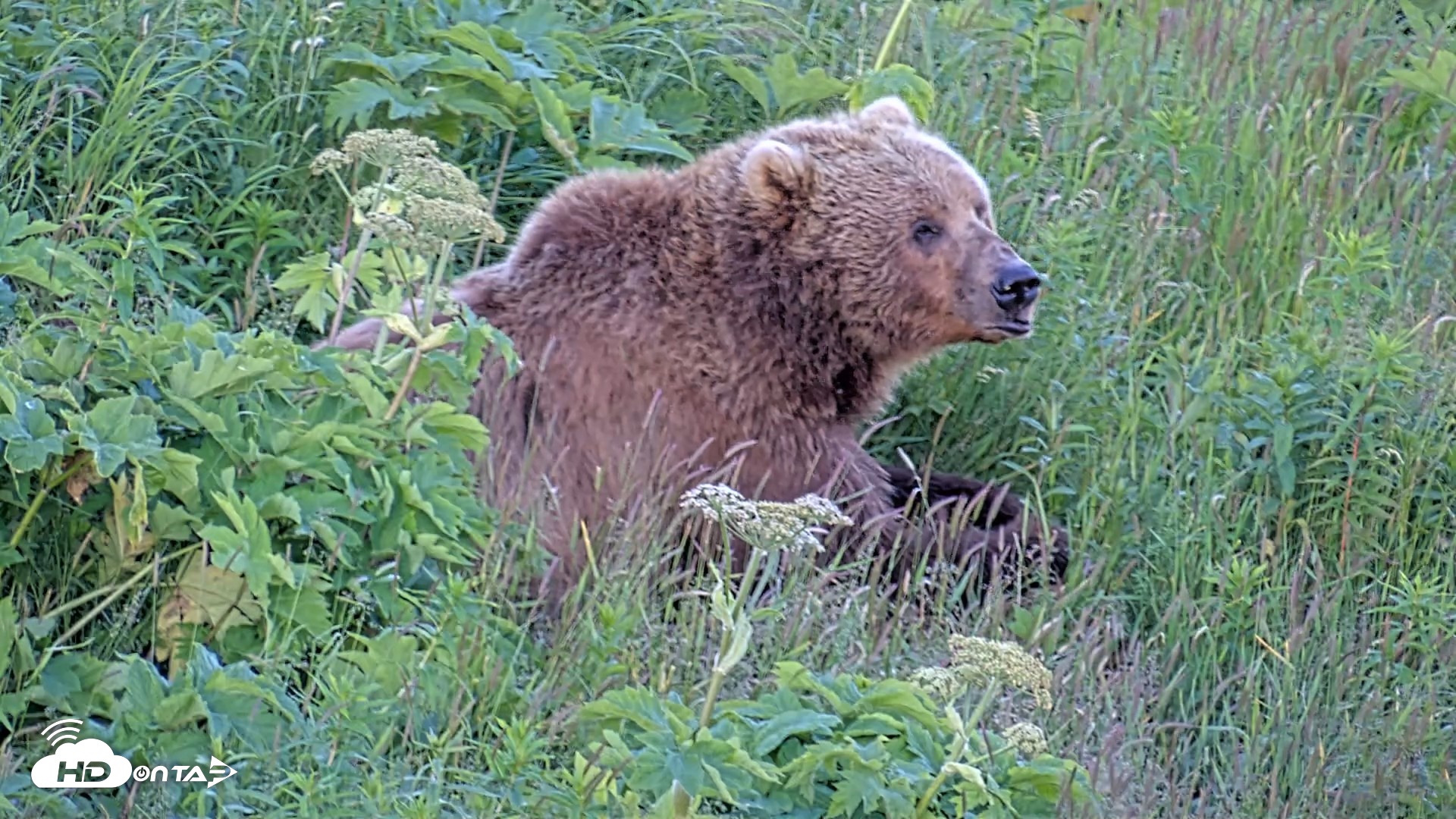 Snapshot of Kodiak Alaska Brown Bears Live Webcam taken Jul 26, 2026, 9:40pm AKDT