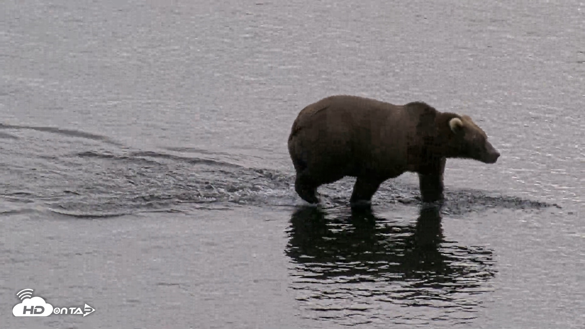 Snapshot of Kodiak Alaska Brown Bears Live Webcam taken Aug 20, 2026, 5:45pm AKDT