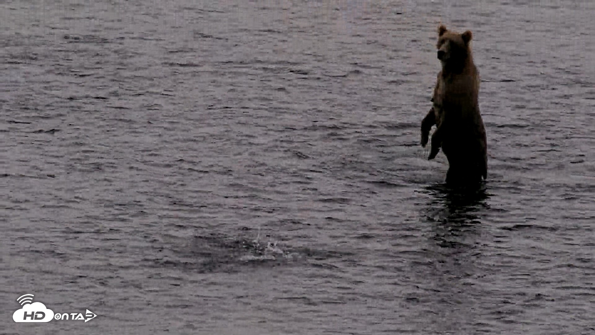 Snapshot of Kodiak Alaska Brown Bears Live Webcam taken Aug 18, 2026, 7:28am AKDT
