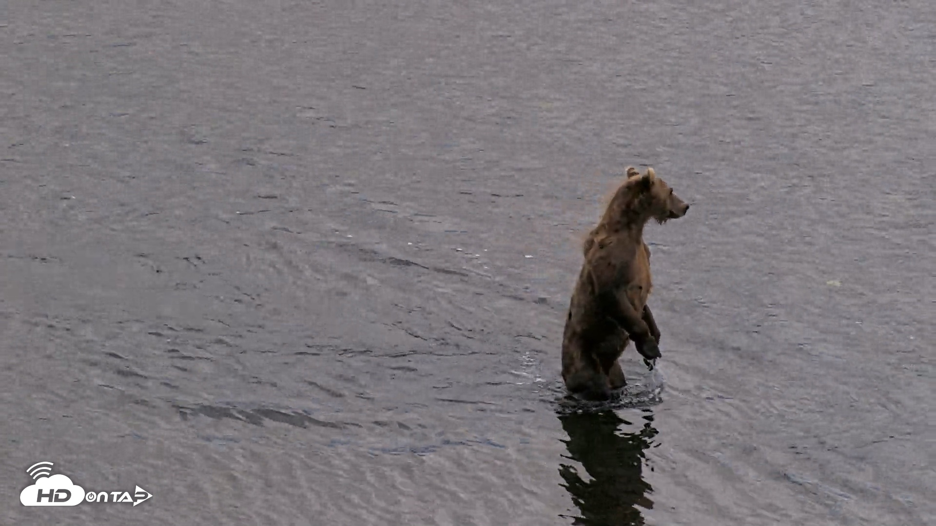Snapshot of Kodiak Alaska Brown Bears Live Webcam taken Aug 20, 2026, 8:29pm AKDT