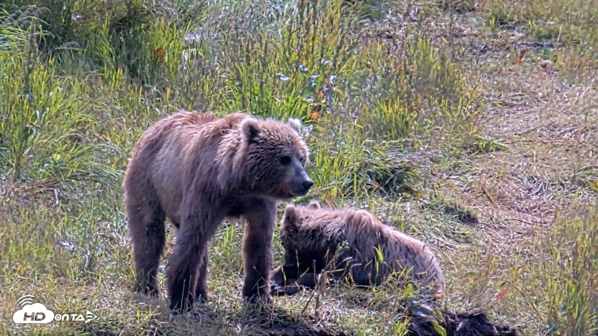 Snapshot of Kodiak Alaska Brown Bears Live Webcam taken Aug 1, 2026, 12:01pm AKDT