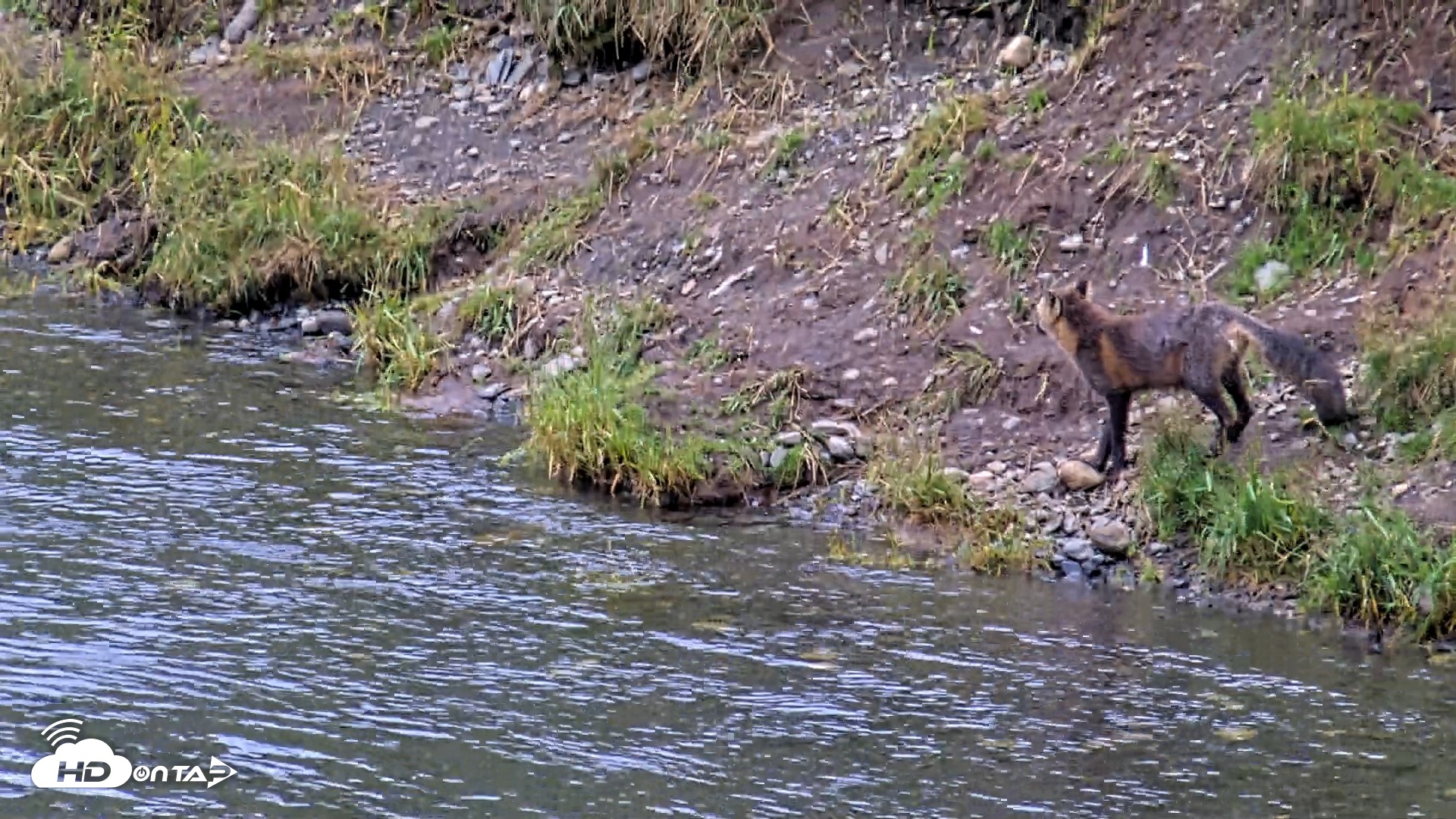 Snapshot of Kodiak Alaska Brown Bears Live Webcam taken Aug 15, 2026, 11:26am AKDT