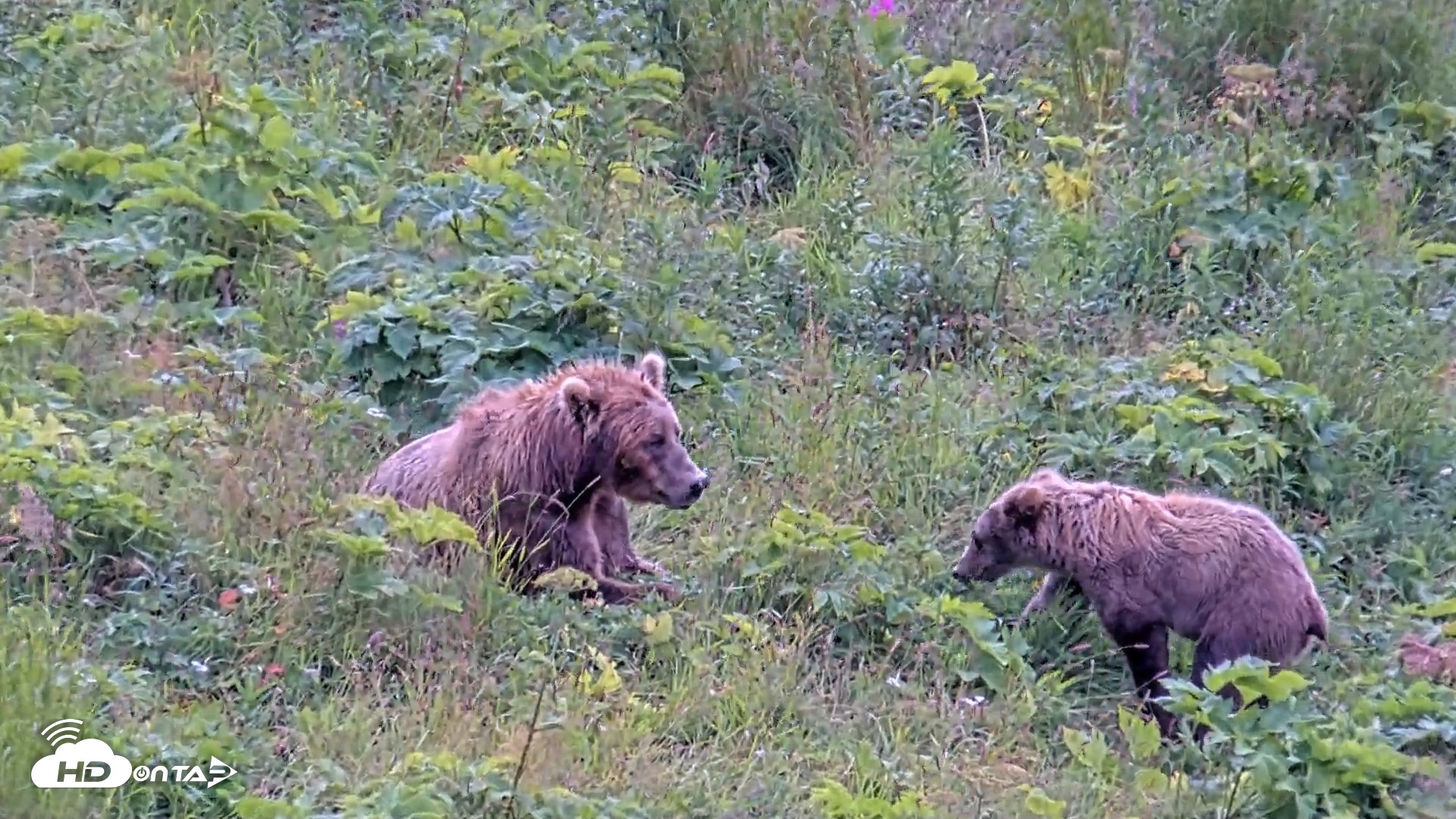 Snapshot of Kodiak Alaska Brown Bears Live Webcam taken Aug 10, 2026, 12:03pm AKDT