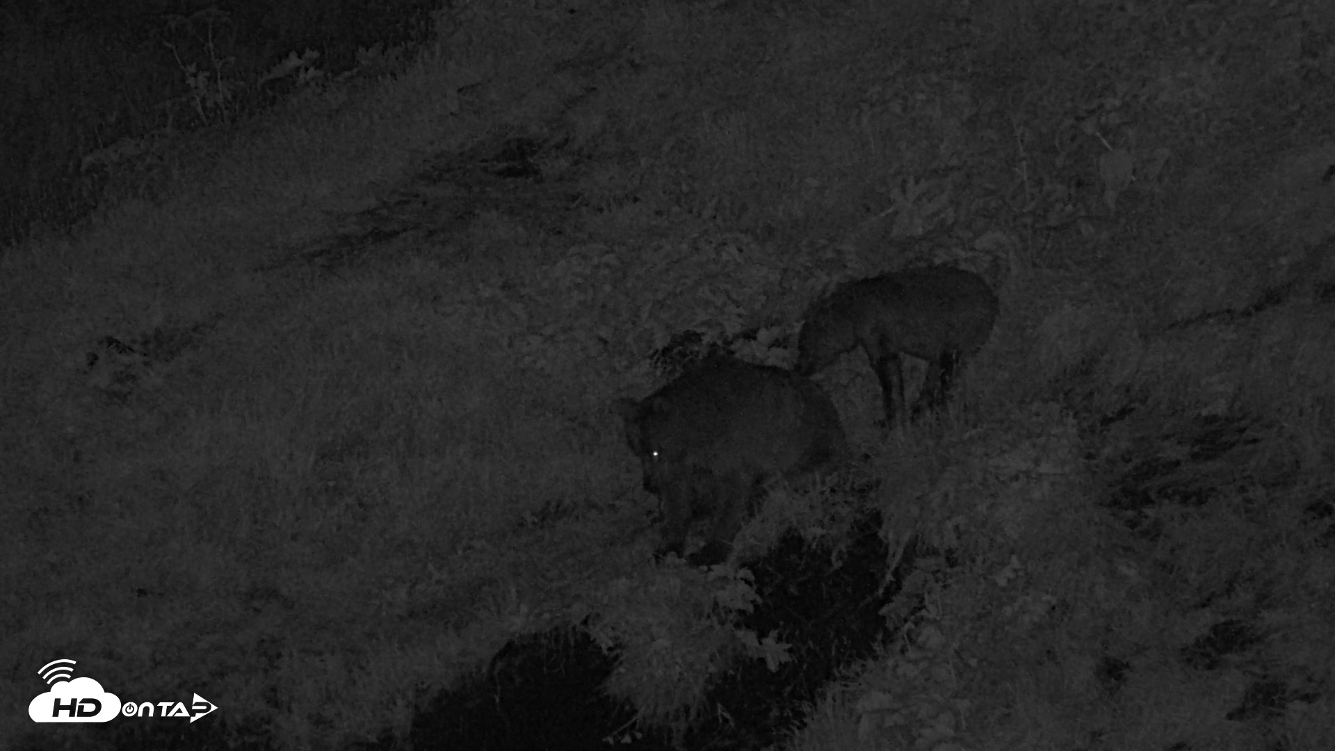 Snapshot of Kodiak Alaska Brown Bears Live Webcam taken Aug 10, 2026, 12:27am AKDT
