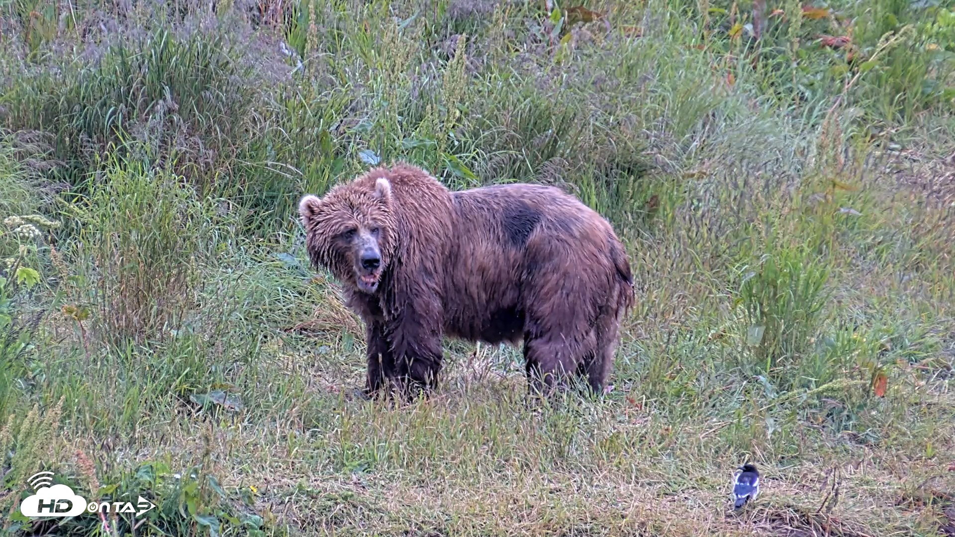 Snapshot of Kodiak Alaska Brown Bears Live Webcam taken Aug 2, 2026, 8:54pm AKDT