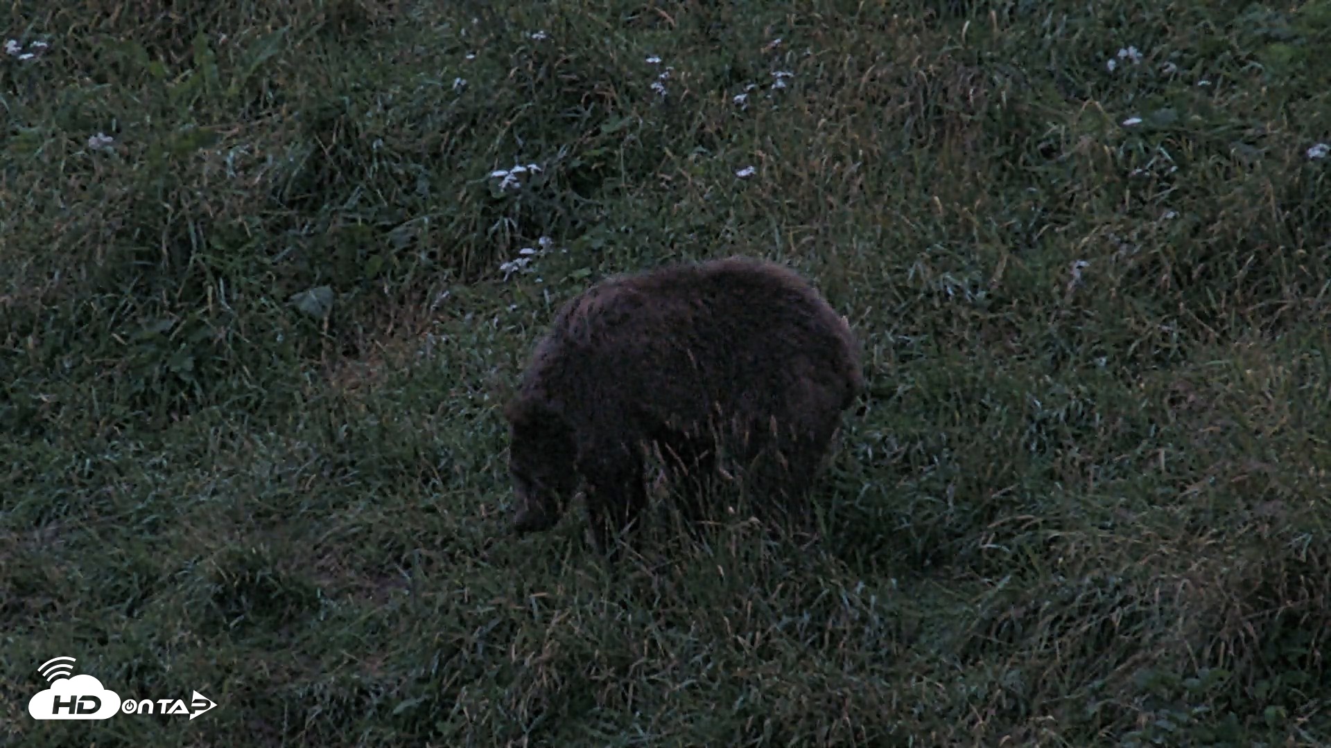 Snapshot of Kodiak Alaska Brown Bears Live Webcam taken Aug 17, 2026, 9:46pm AKDT
