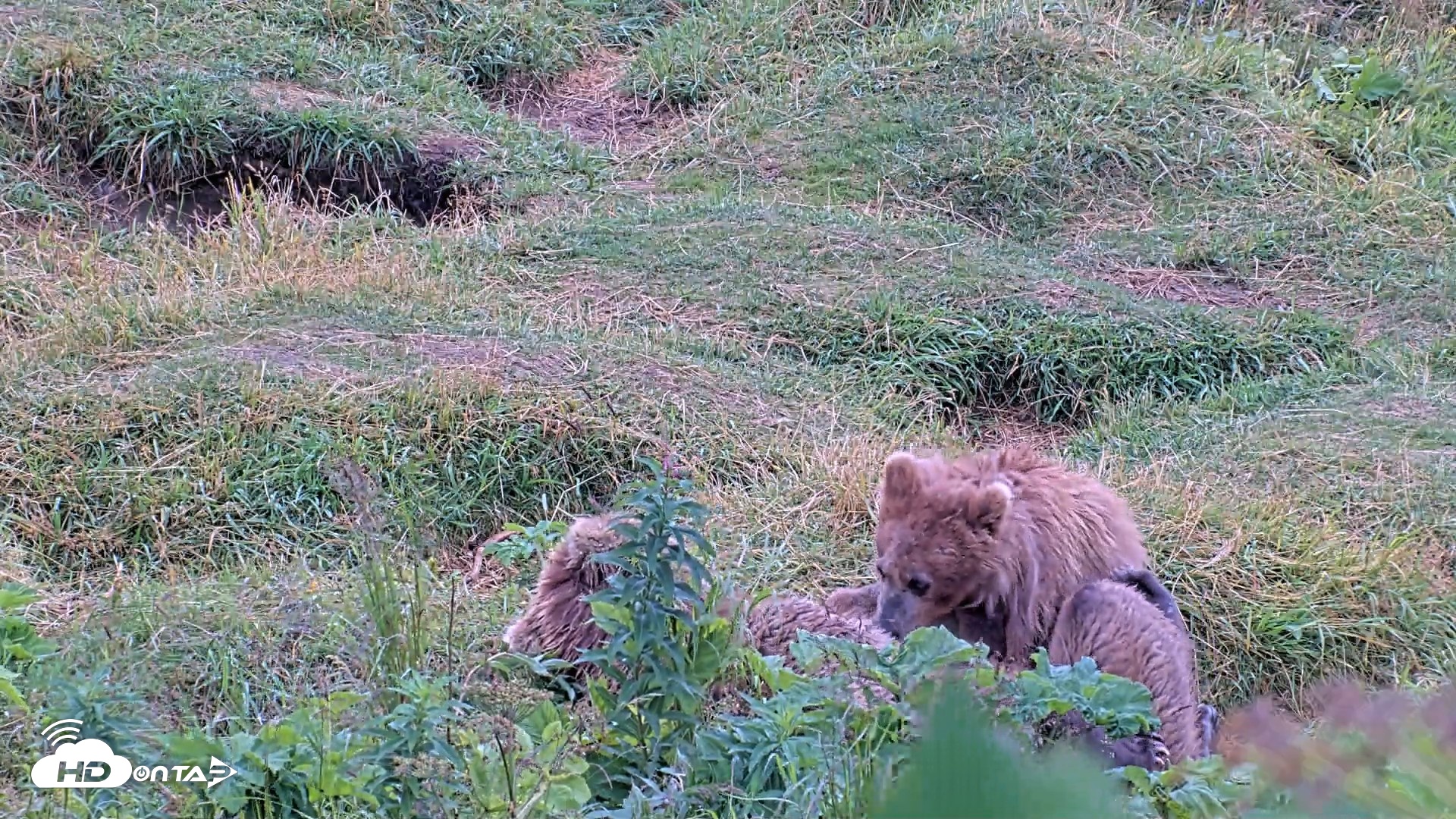 Snapshot of Kodiak Alaska Brown Bears Live Webcam taken Aug 13, 2026, 11:17am AKDT