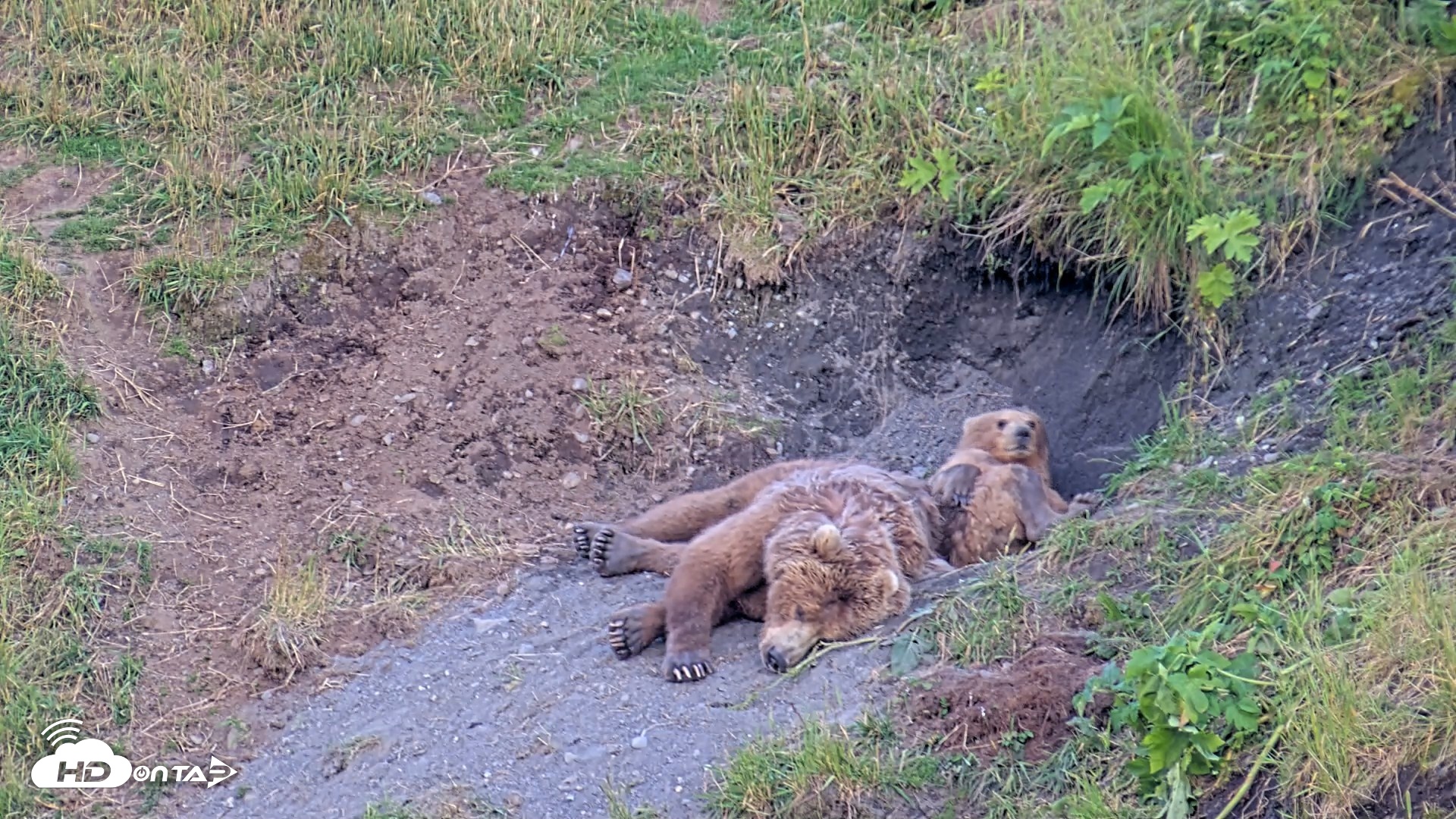Snapshot of Kodiak Alaska Brown Bears Live Webcam taken Aug 1, 2026, 9:04pm AKDT