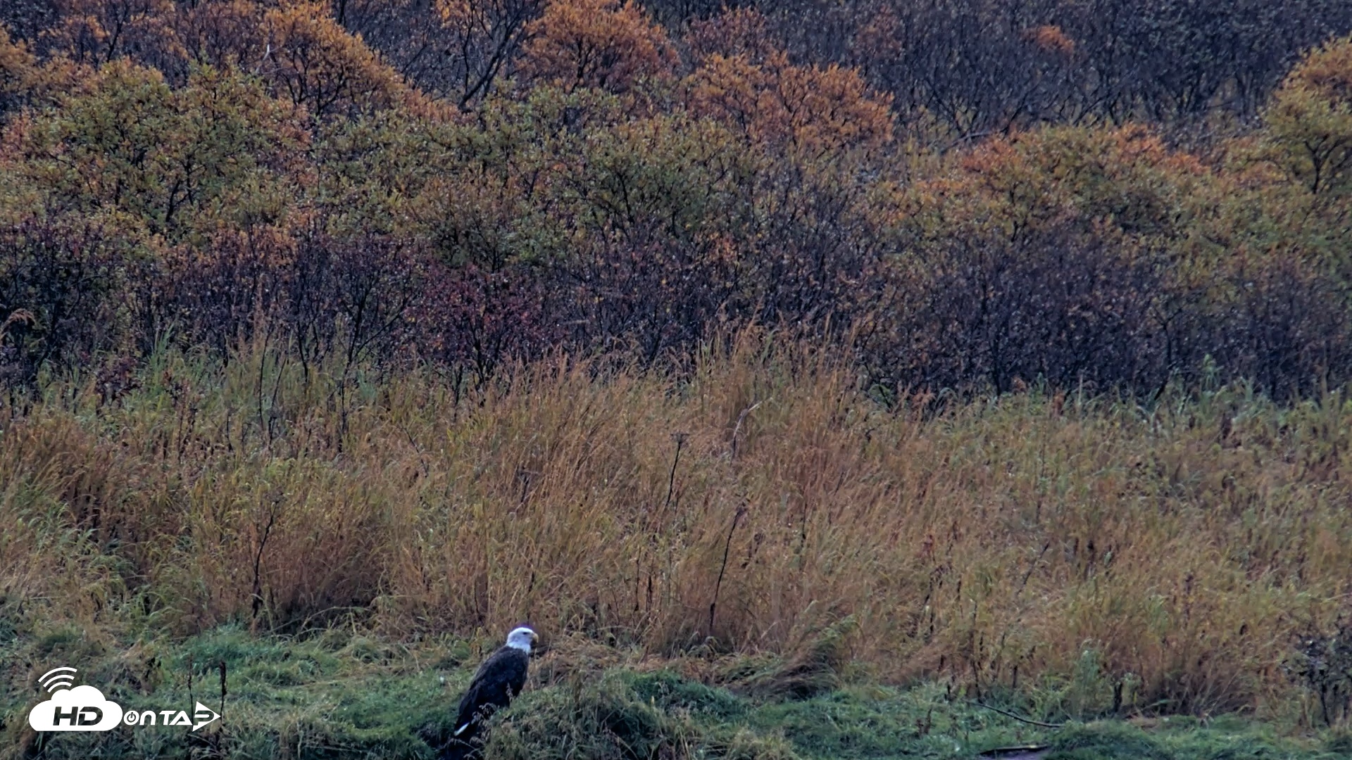 Snapshot of Kodiak Alaska Brown Bears Live Webcam taken Oct 5, 2026, 9:36am AKDT