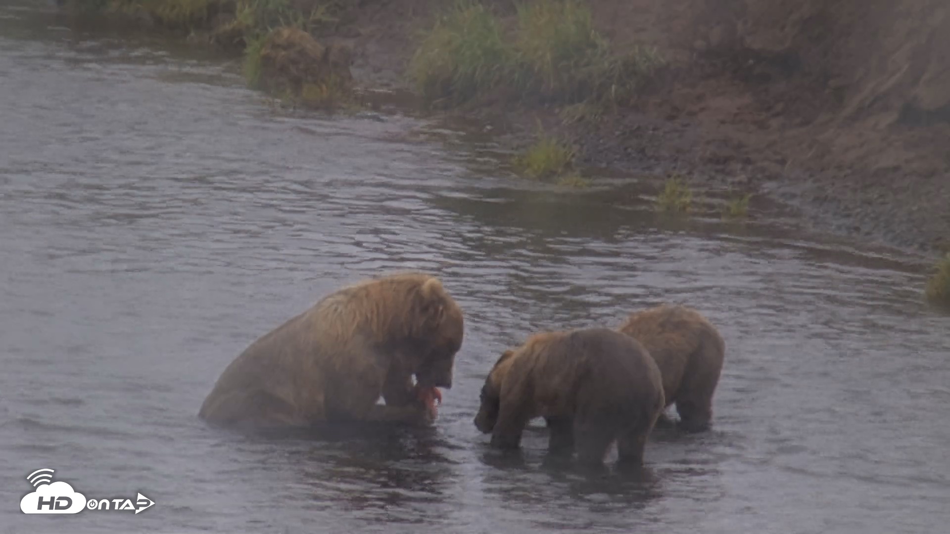 Snapshot of Kodiak Alaska Brown Bears Live Webcam taken Aug 13, 2026, 4:56pm AKDT