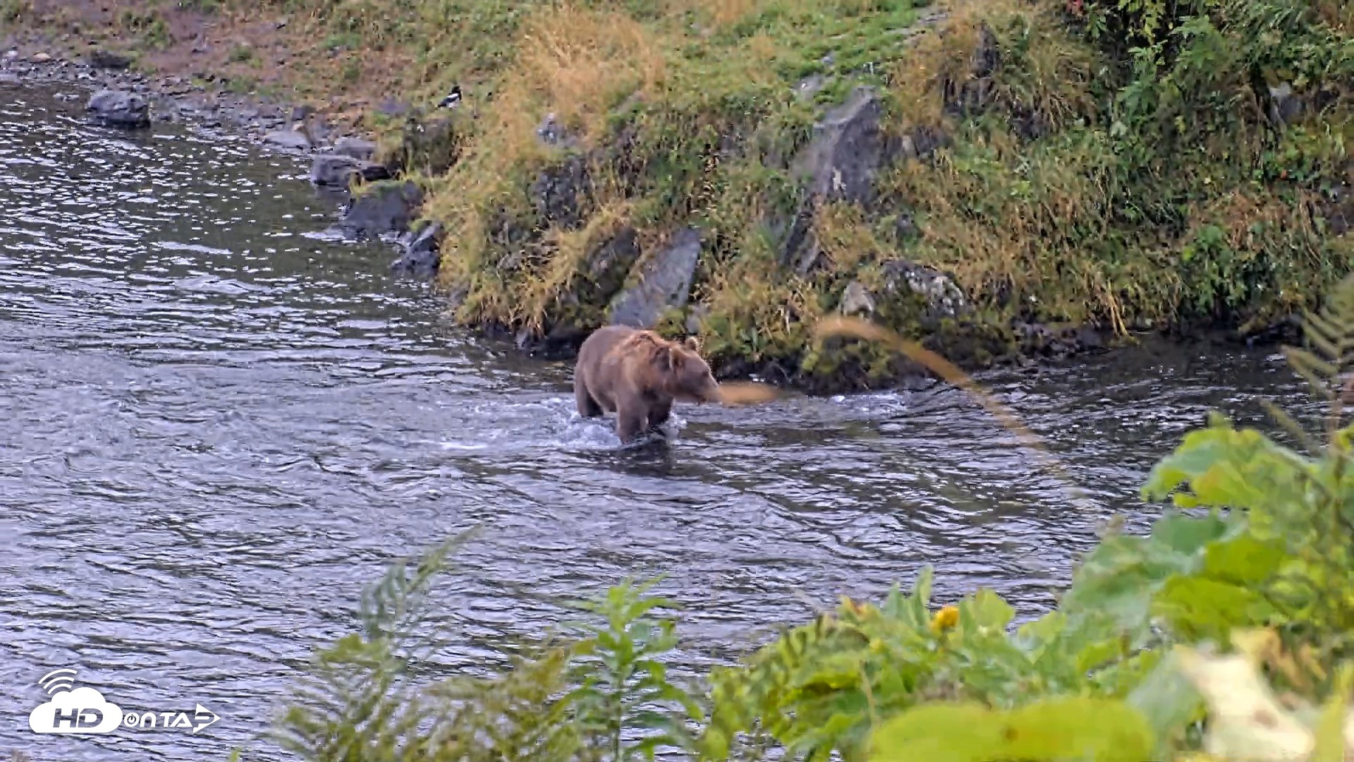 Snapshot of Kodiak Alaska Brown Bears Live Webcam taken Aug 22, 2026, 6:37pm AKDT